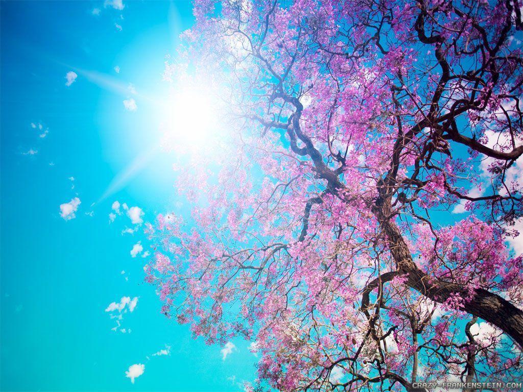 Beautiful Spring Scenery Wallpapers