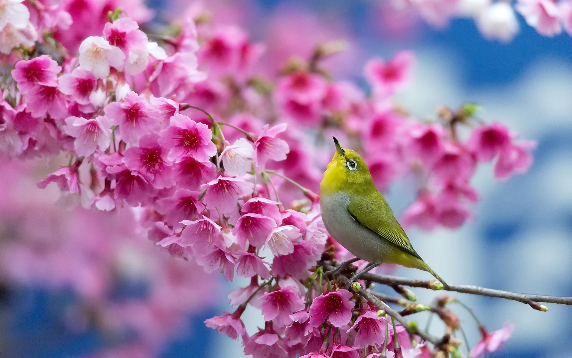 Beautiful Spring Scenery Wallpapers