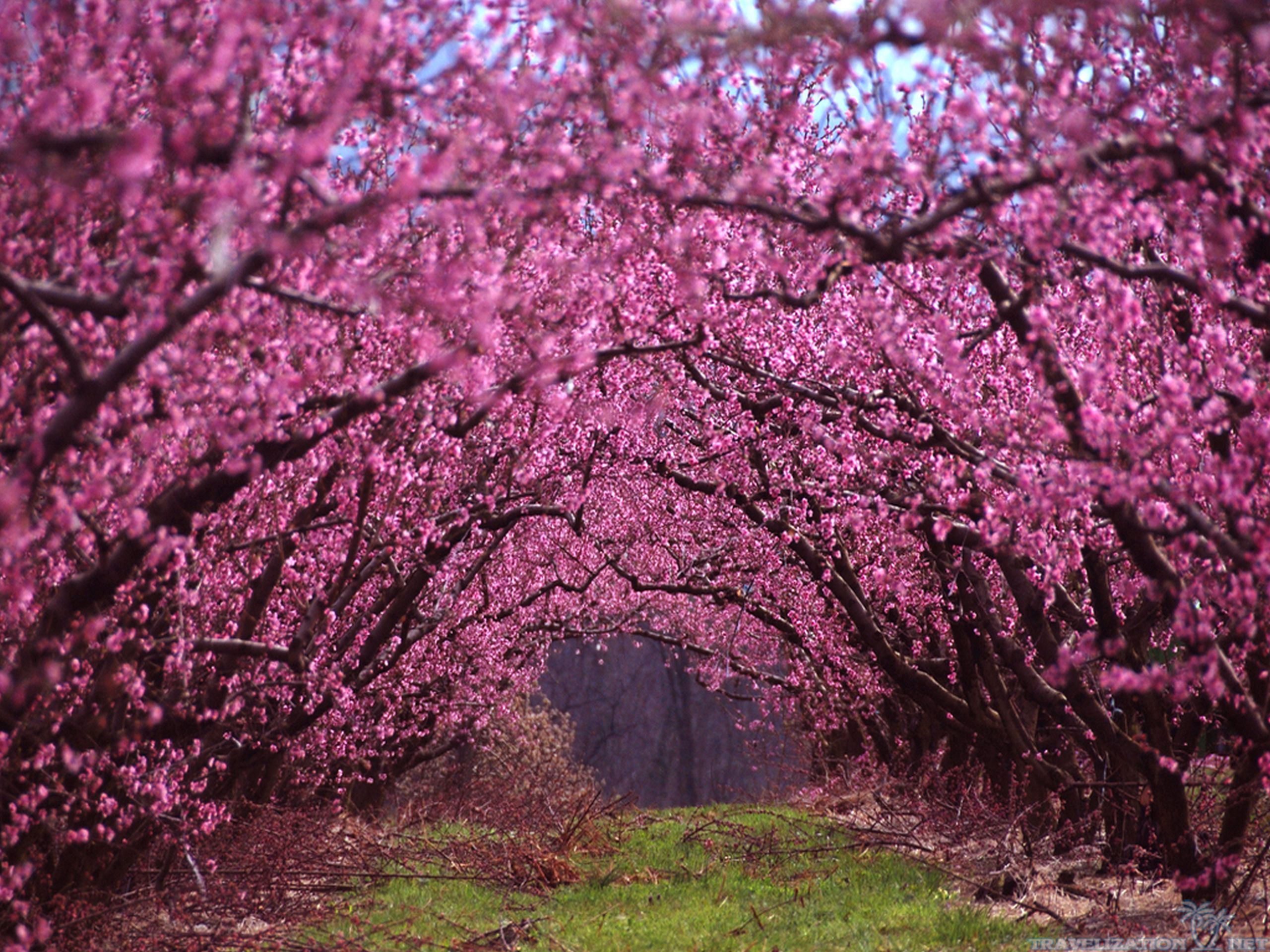 Beautiful Spring Scenery Wallpapers