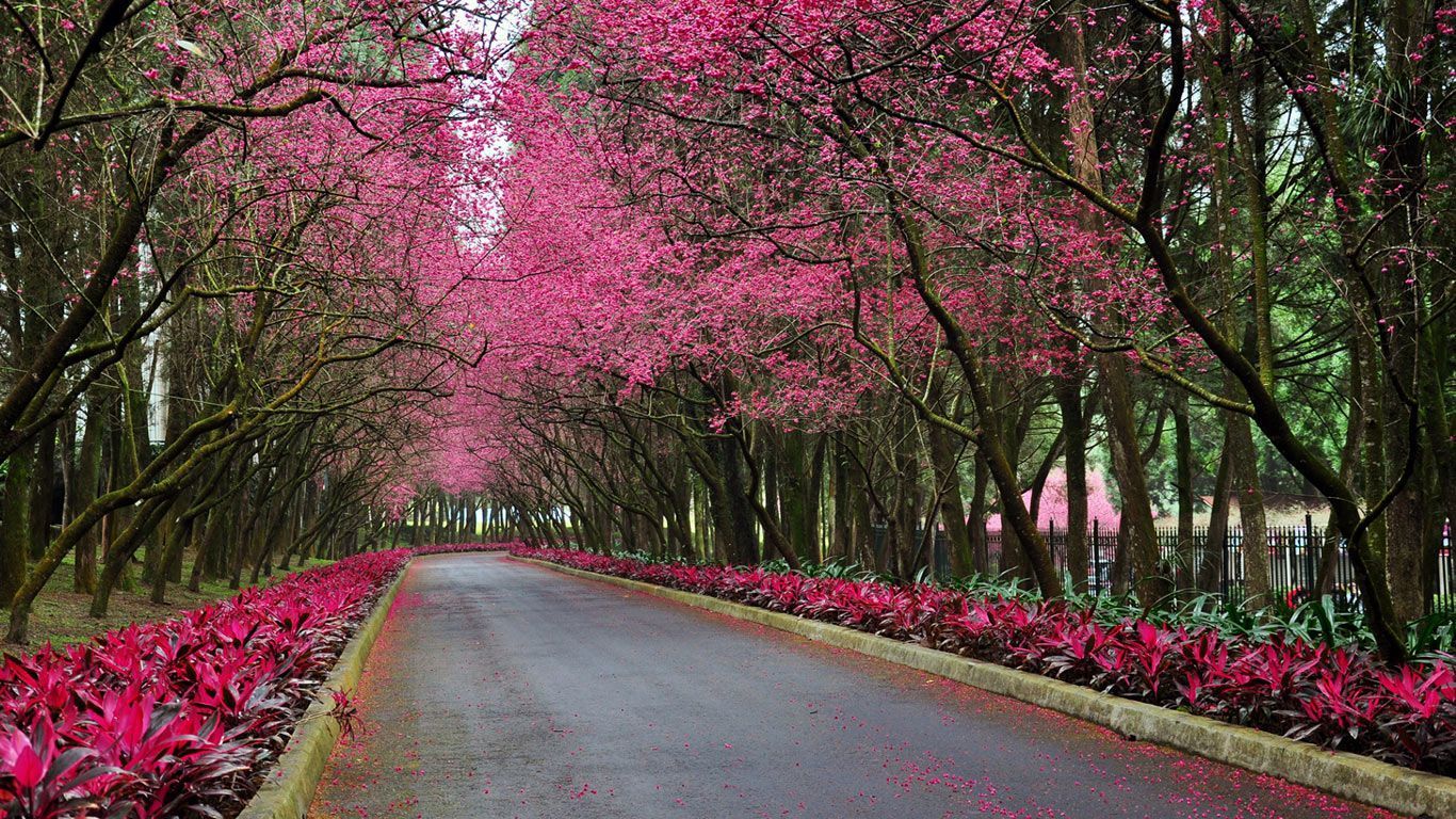 Beautiful Spring Scenery Wallpapers