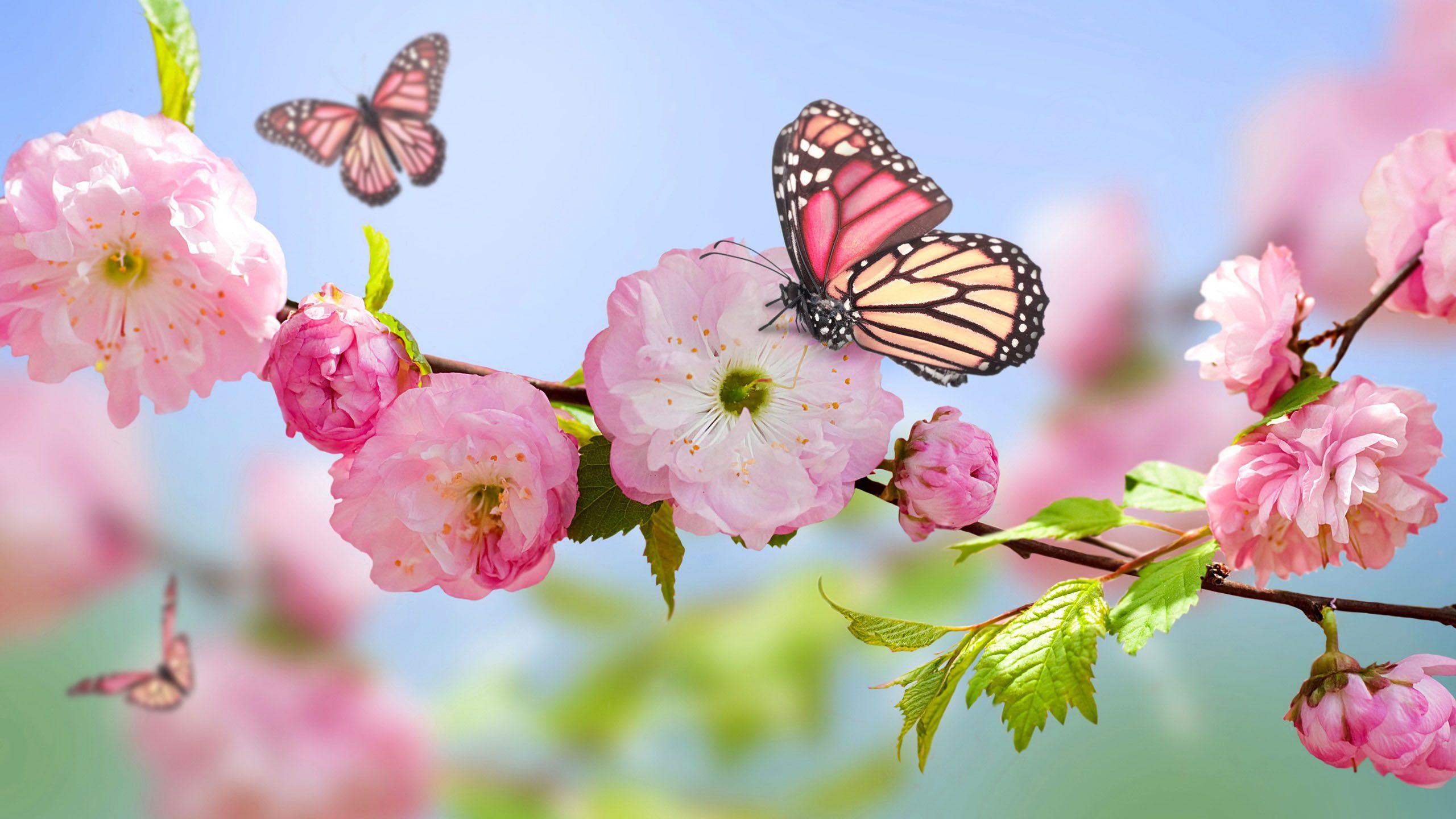 Beautiful Spring Scenery Wallpapers