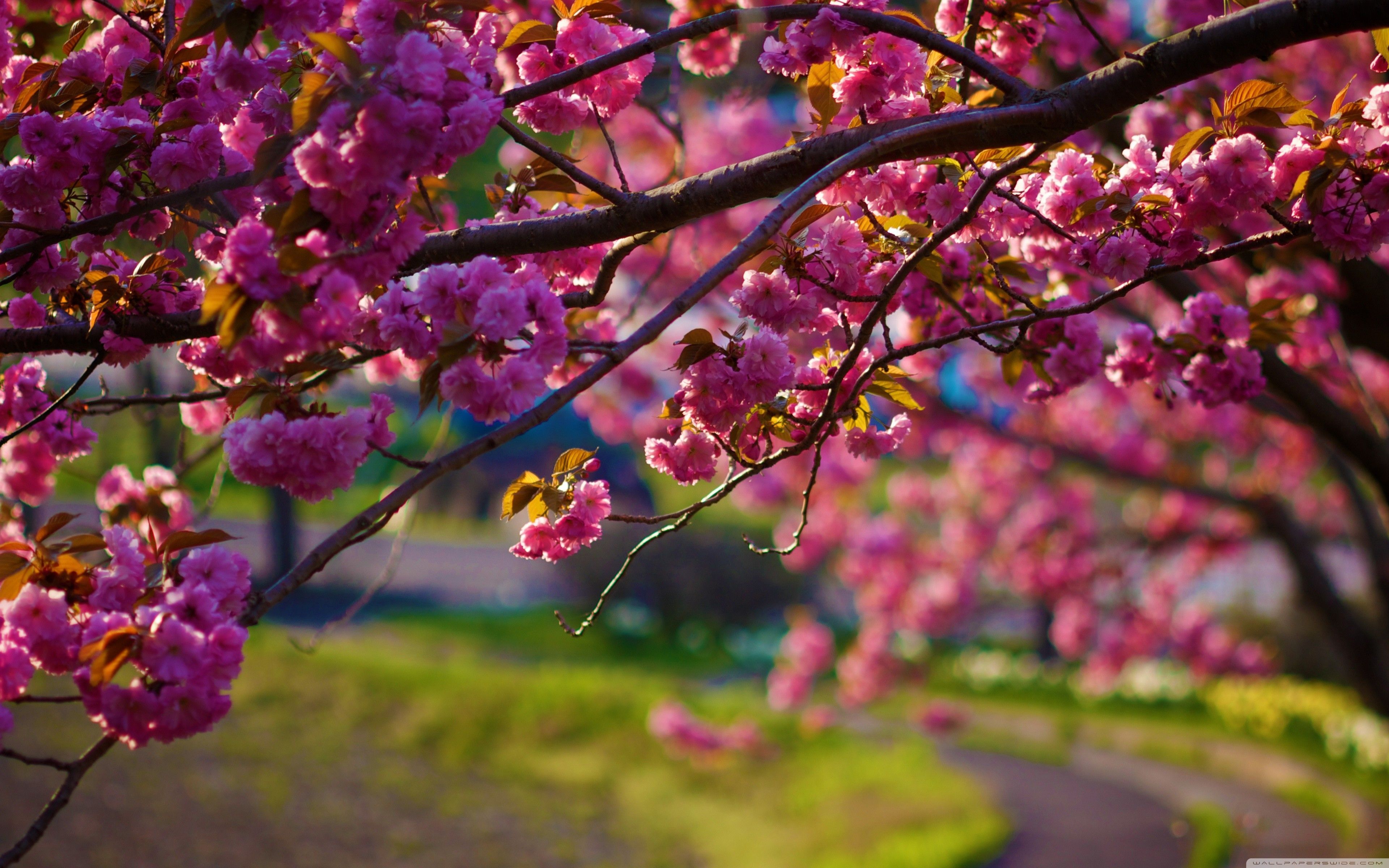 Beautiful Spring Scenery Wallpapers