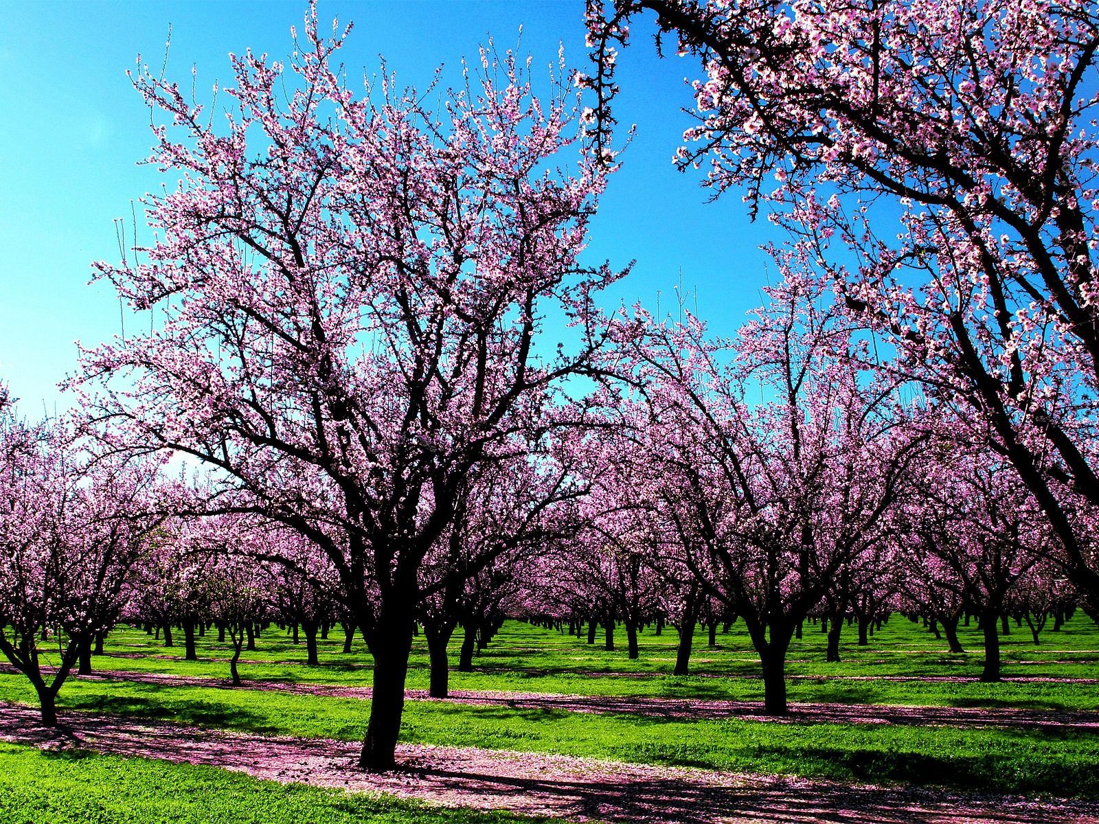 Beautiful Spring Scenery Wallpapers