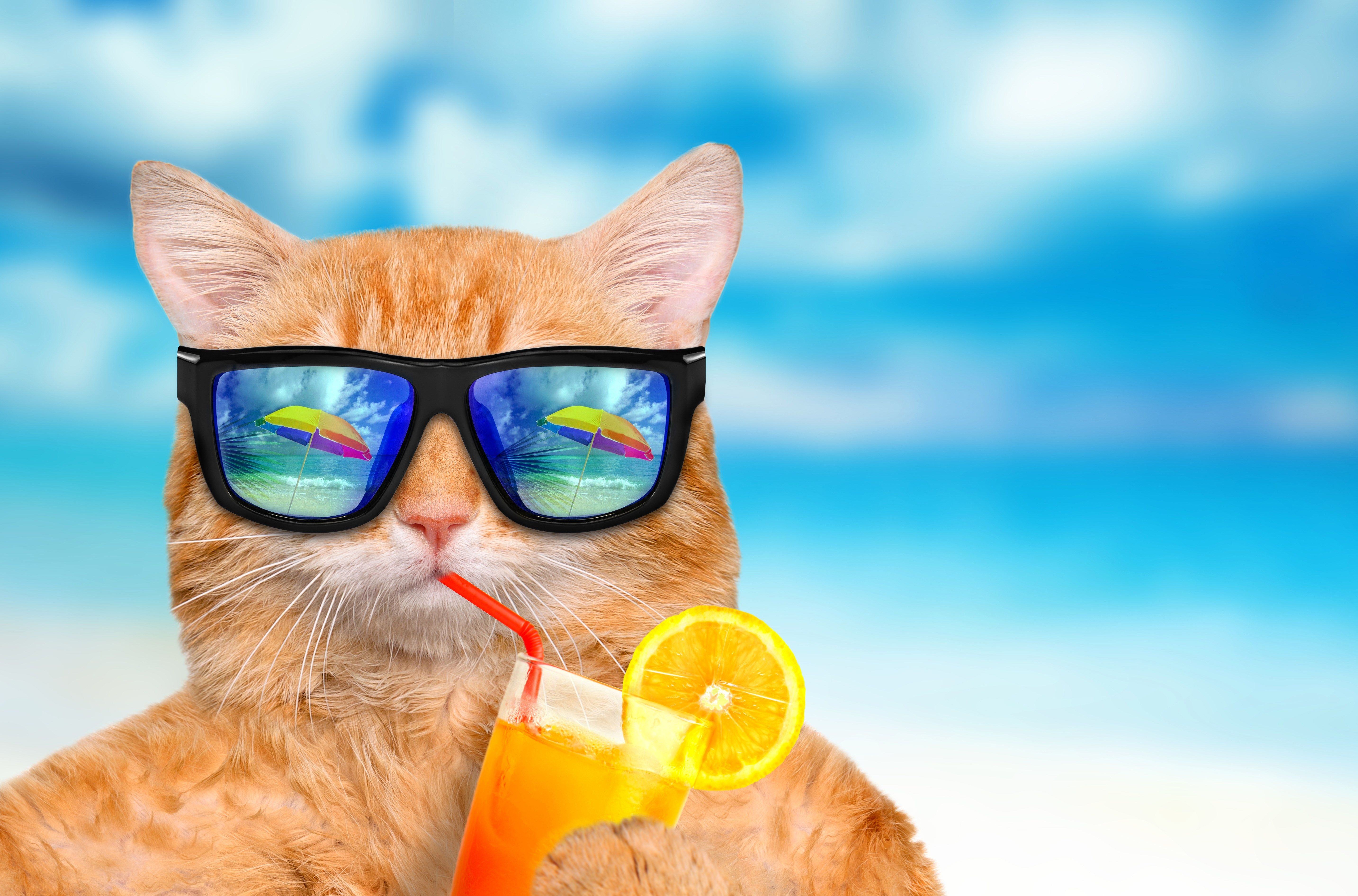 Beautiful Summer Cat Wallpapers