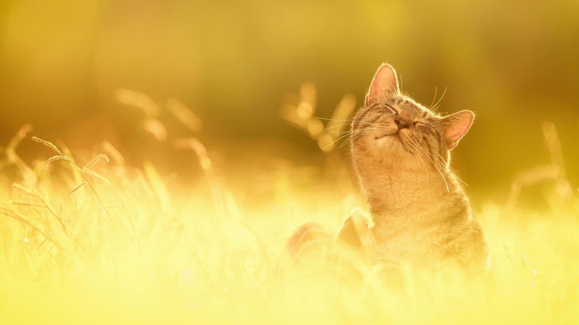 Beautiful Summer Cat Wallpapers