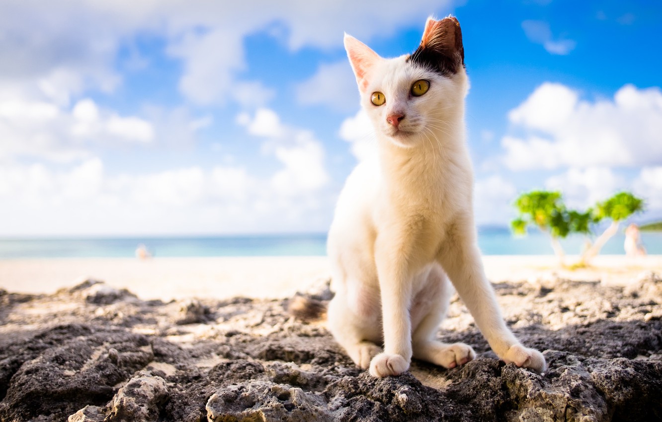 Beautiful Summer Cat Wallpapers