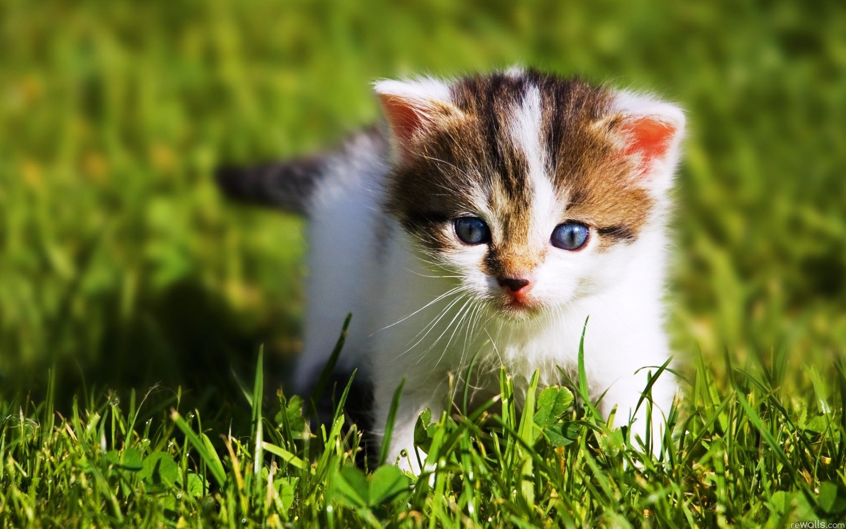 Beautiful Summer Cat Wallpapers