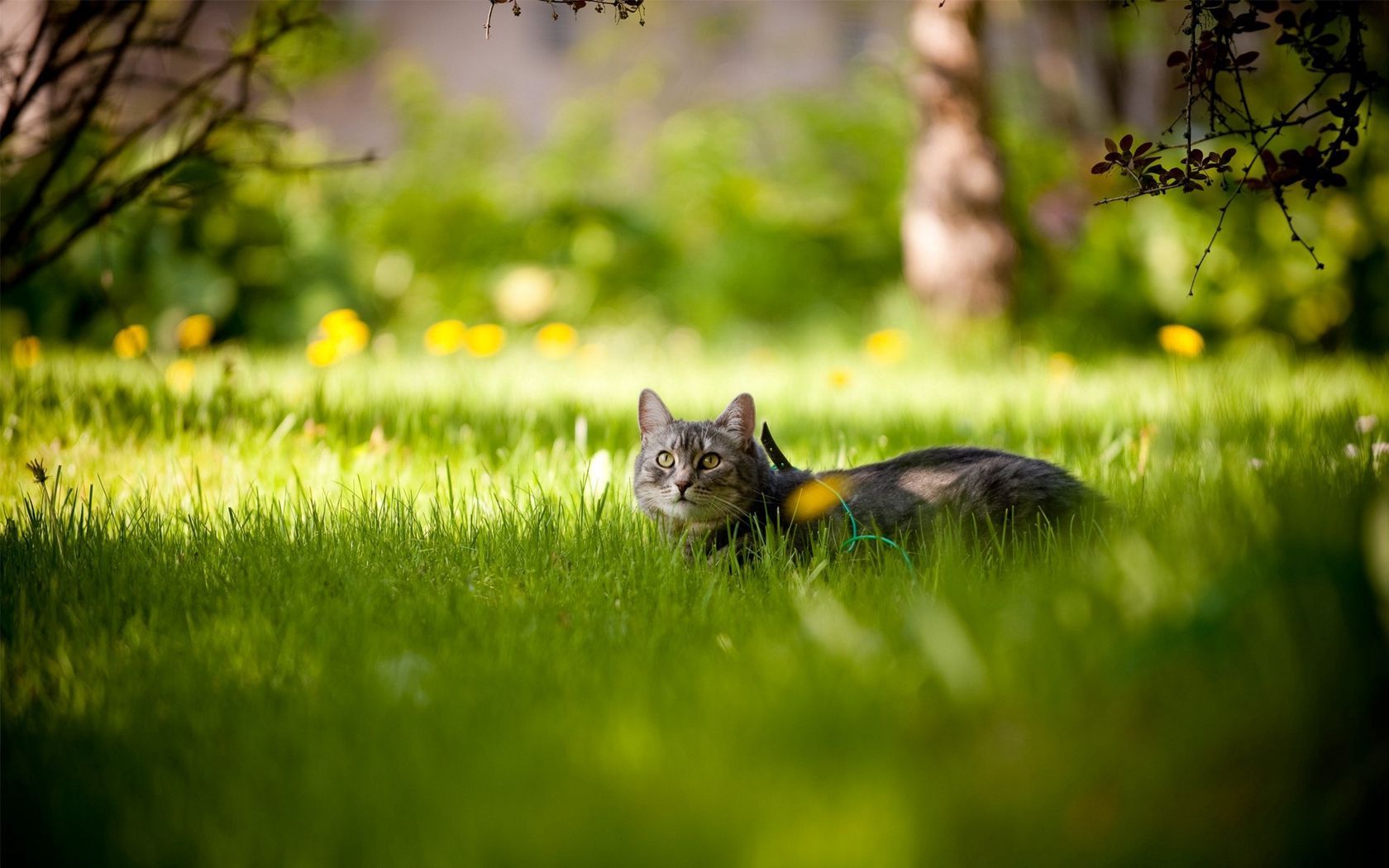 Beautiful Summer Cat Wallpapers