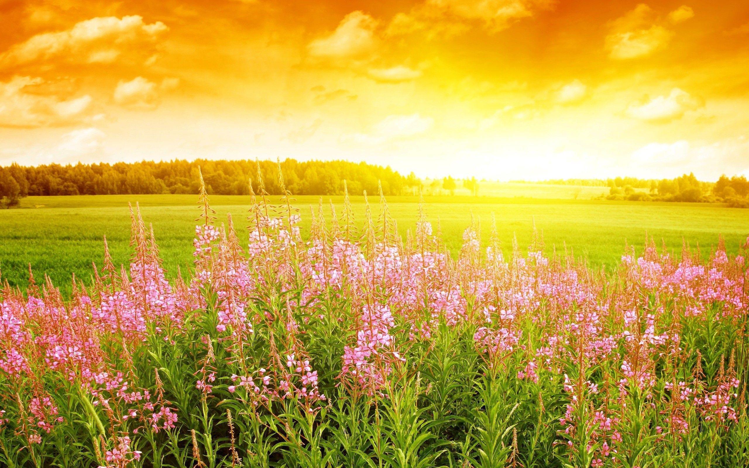 Beautiful Summer Sunshine Wallpapers Wallpapers