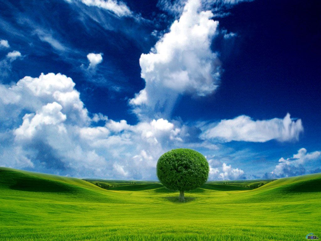 Beautiful Trees Wallpapers