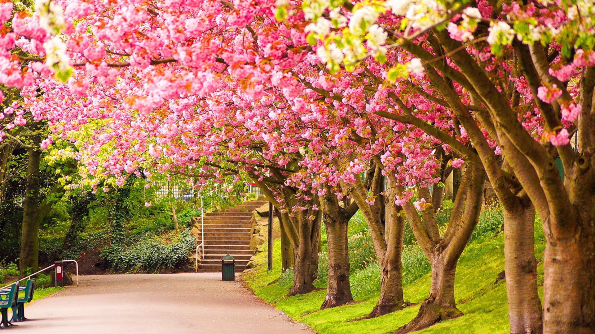 Beautiful Trees Wallpapers