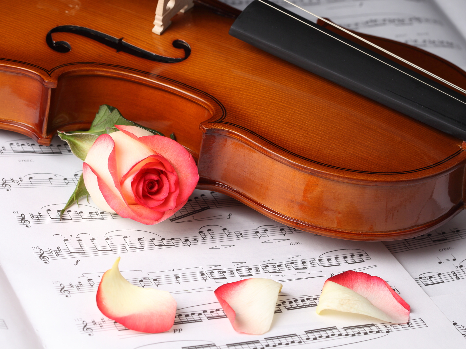 Beautiful Violin Wallpapers