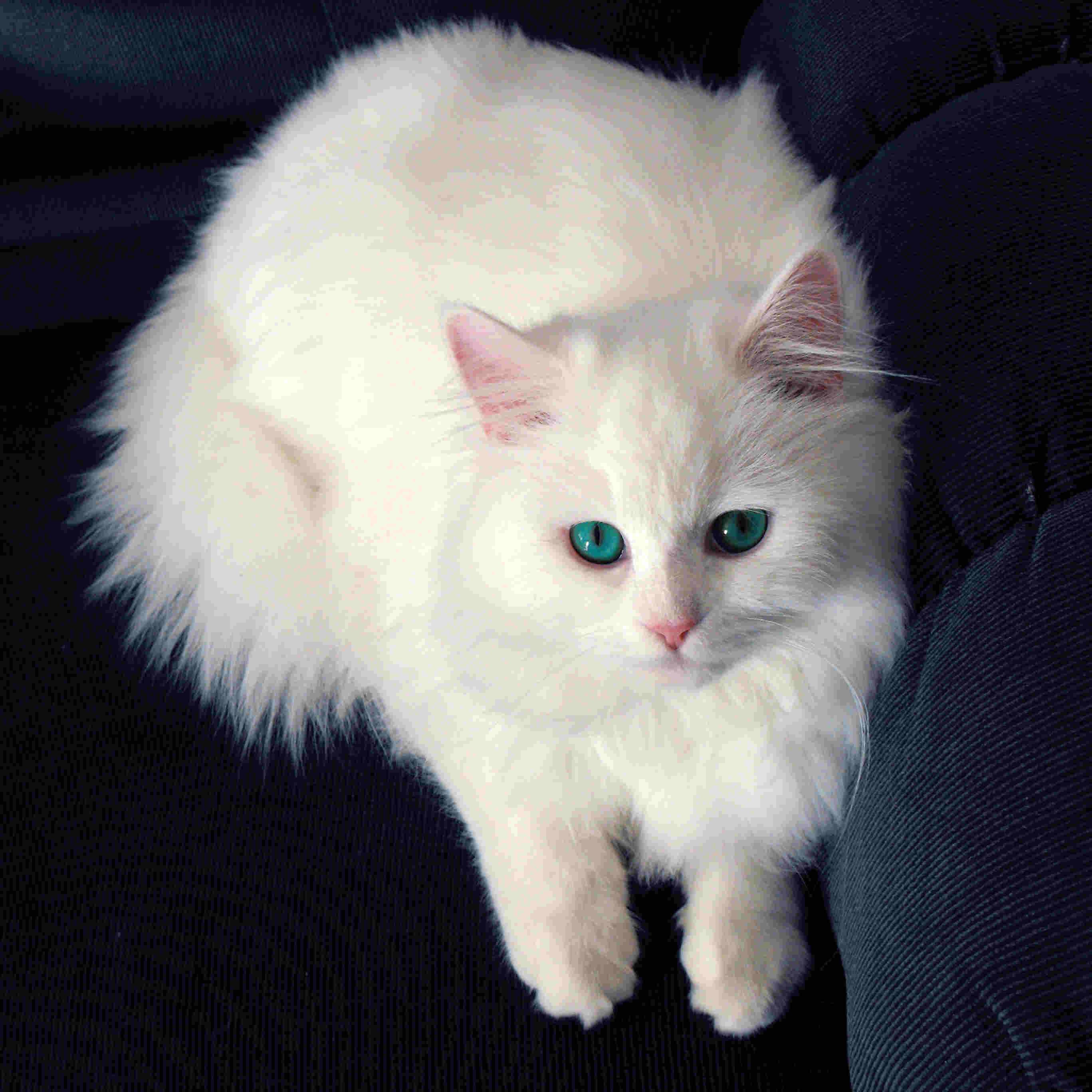 Beautiful White Cats Wallpapers