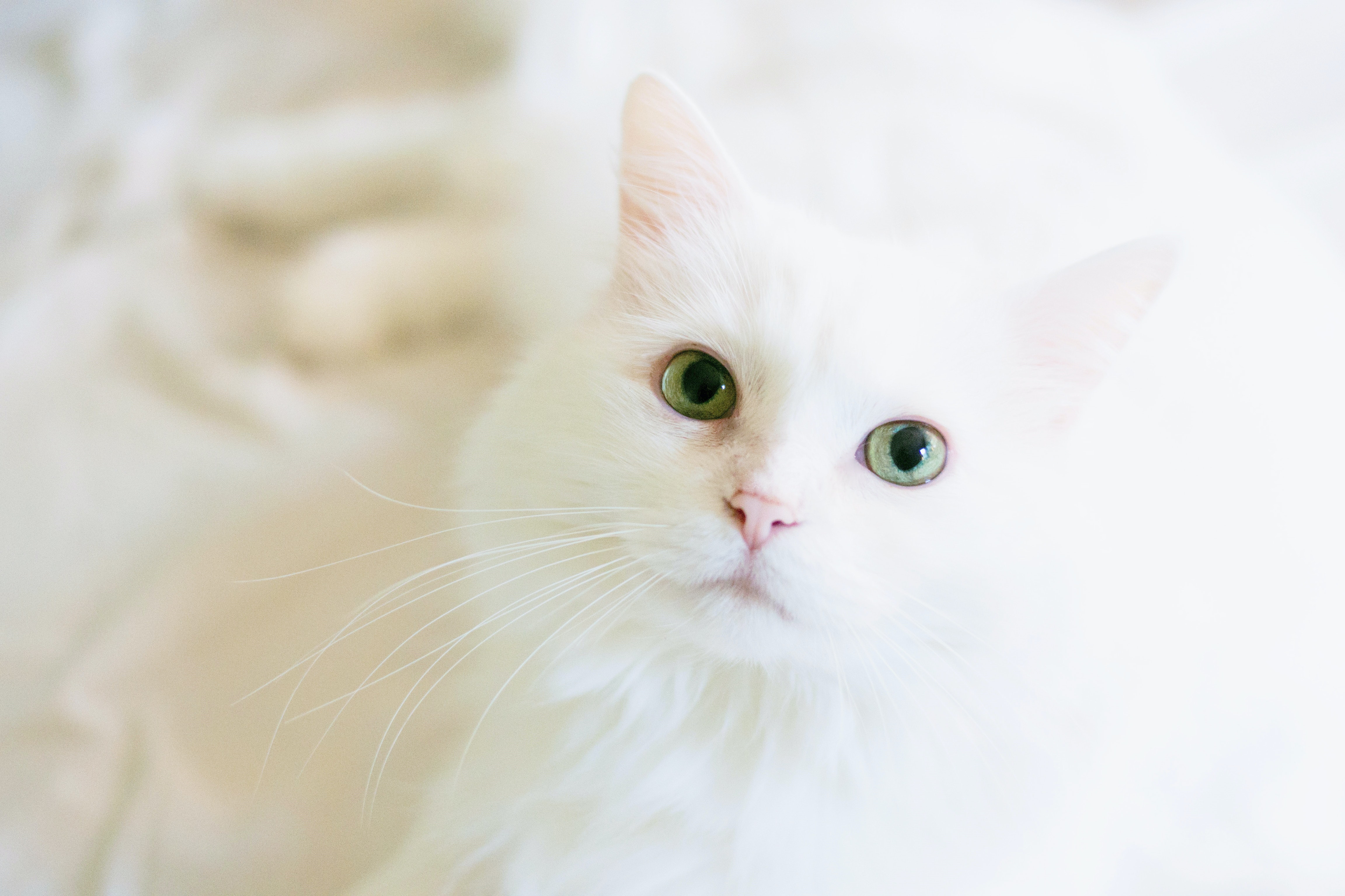 Beautiful White Cats Wallpapers