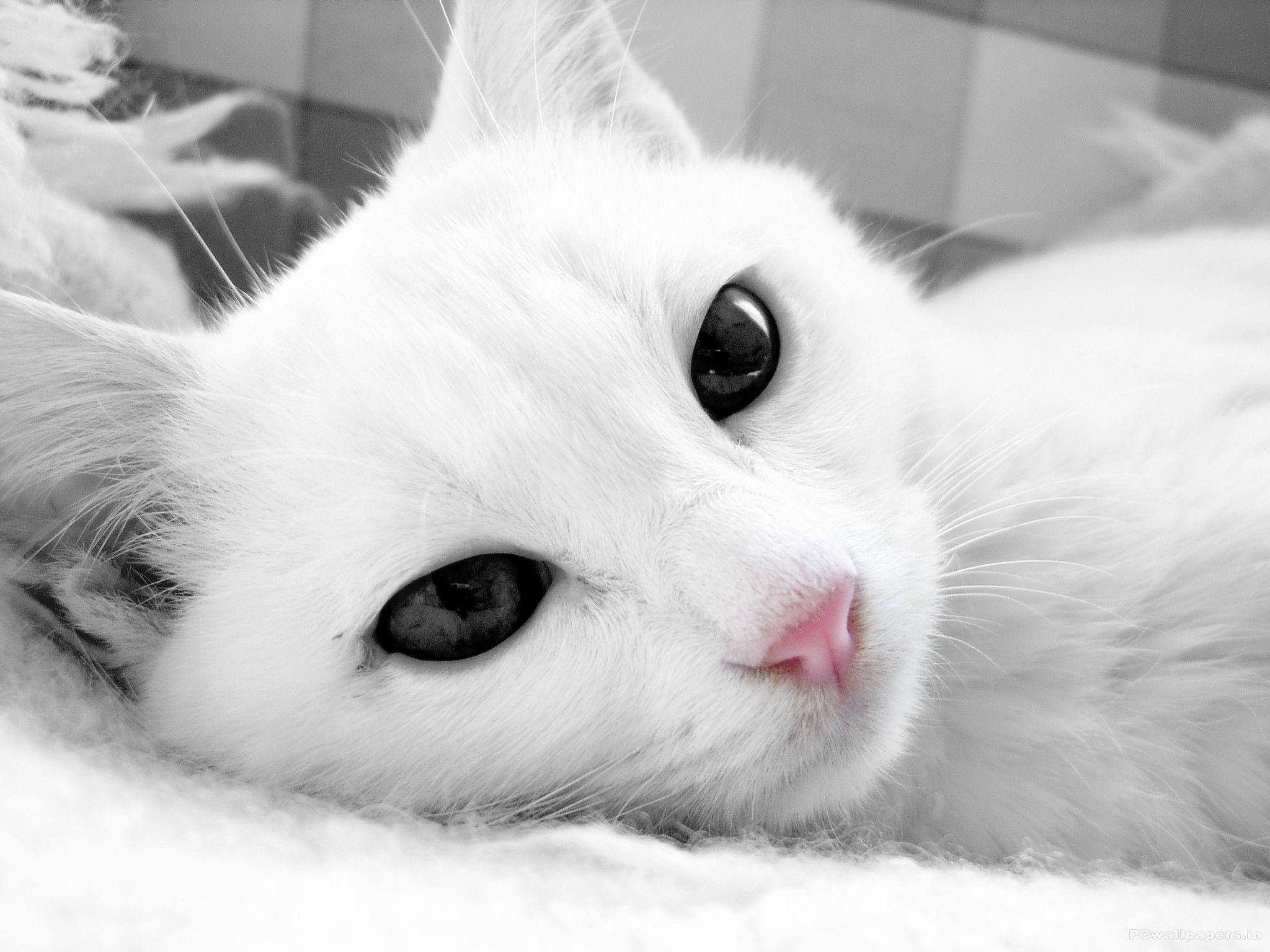 Beautiful White Cats Wallpapers