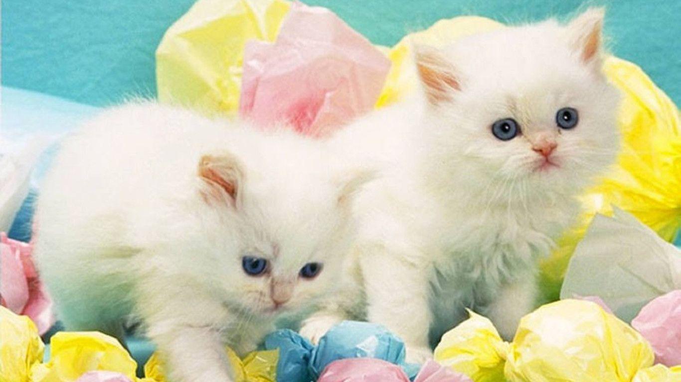 Beautiful White Cats Wallpapers