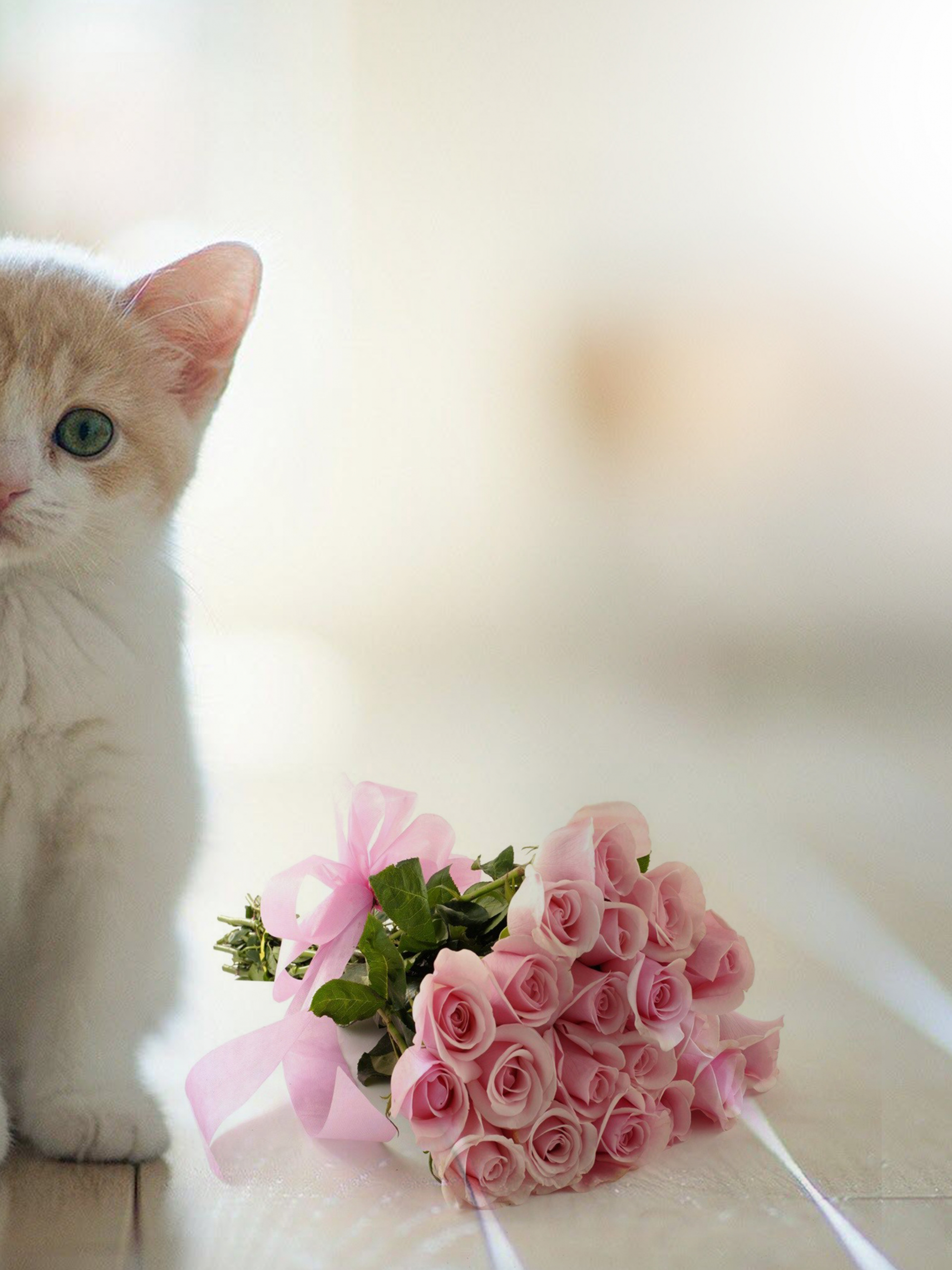 Beautiful White Cats Wallpapers