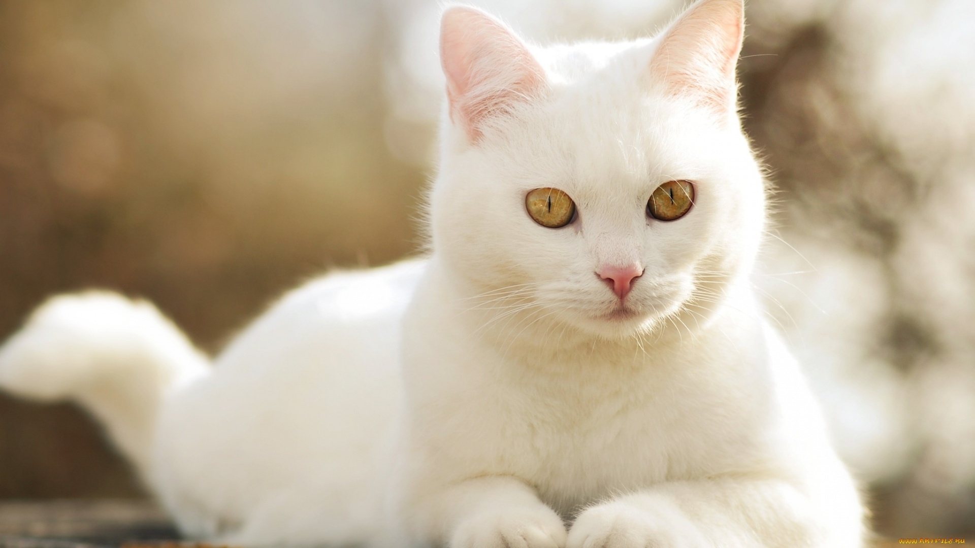 Beautiful White Cats Wallpapers