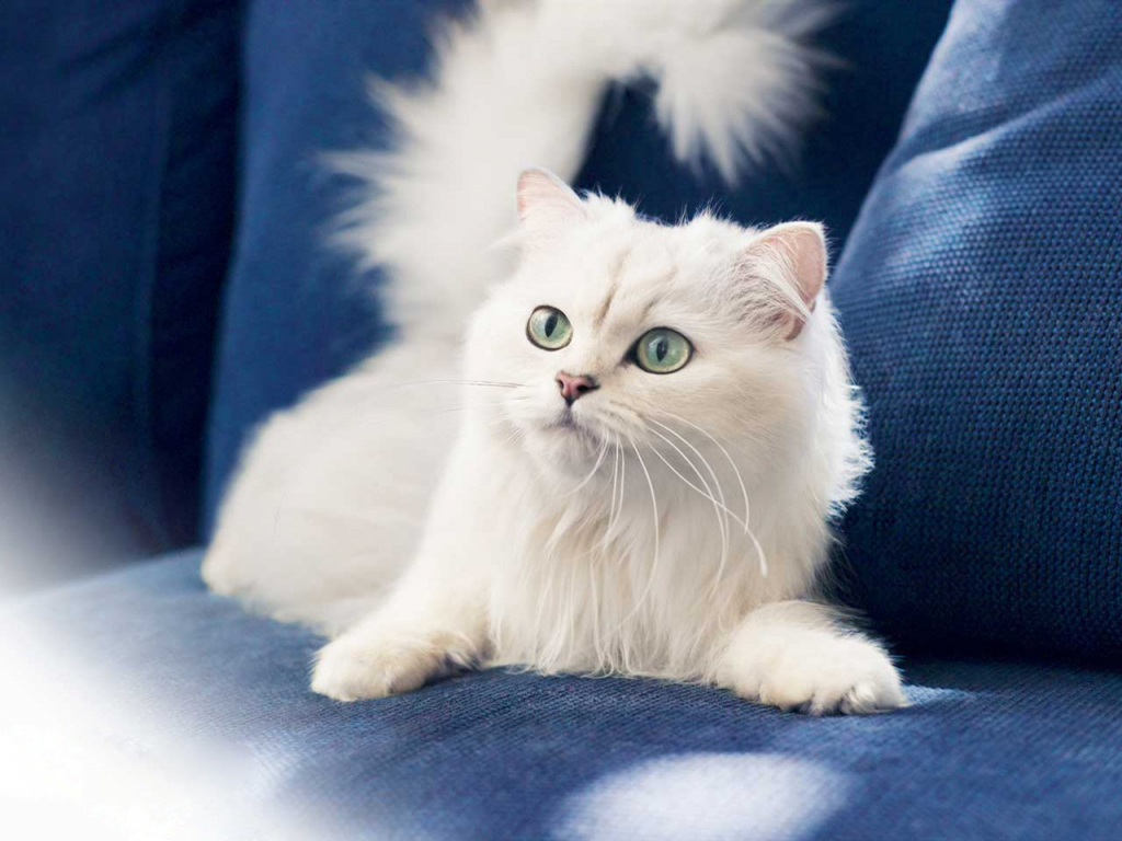 Beautiful White Cats Wallpapers