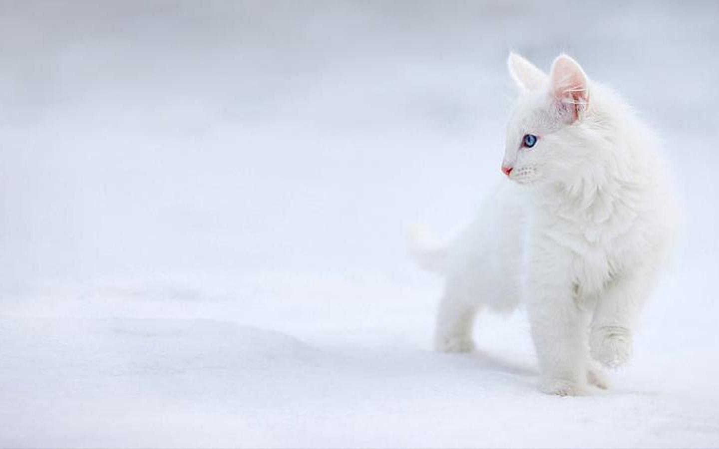 Beautiful White Cats Wallpapers