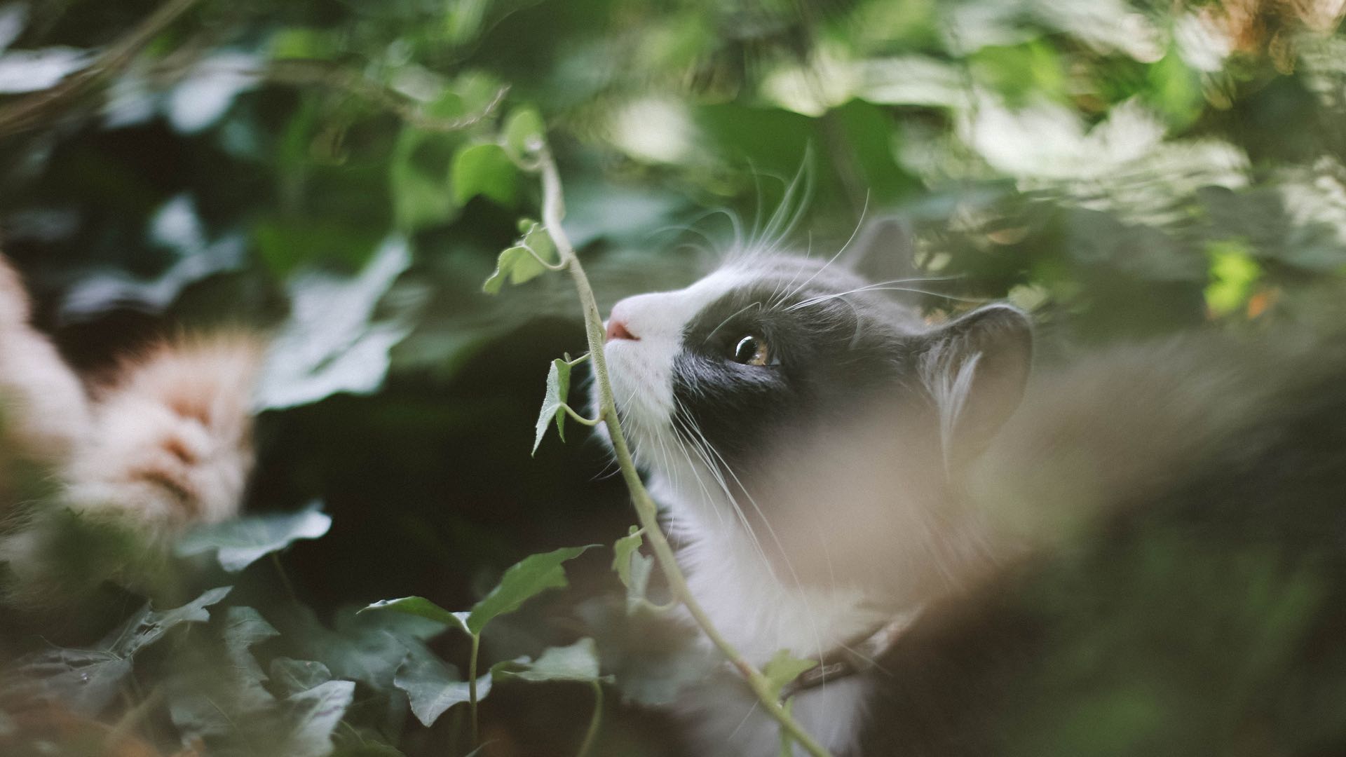 Beautiful White Cats Wallpapers