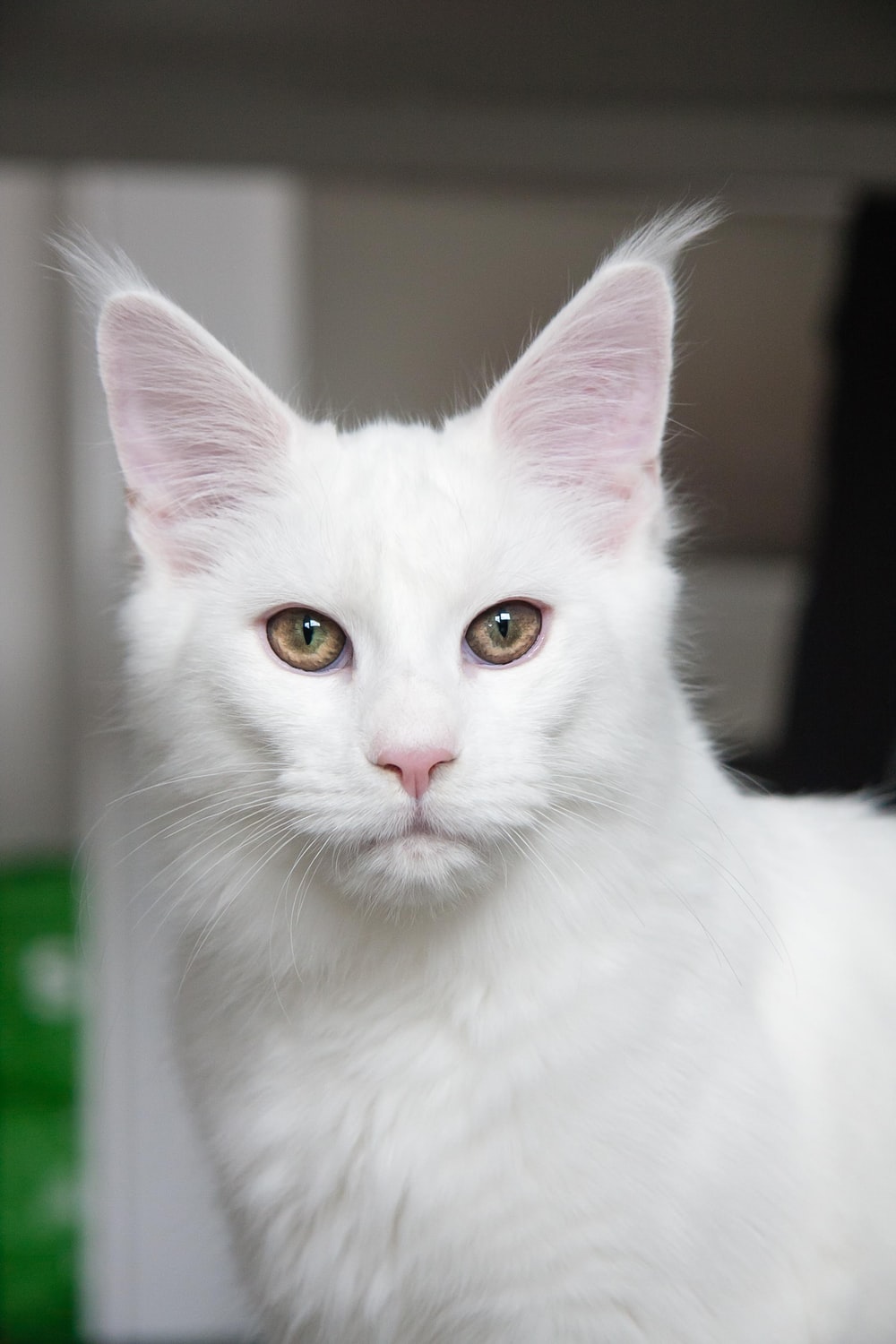 Beautiful White Cats Wallpapers