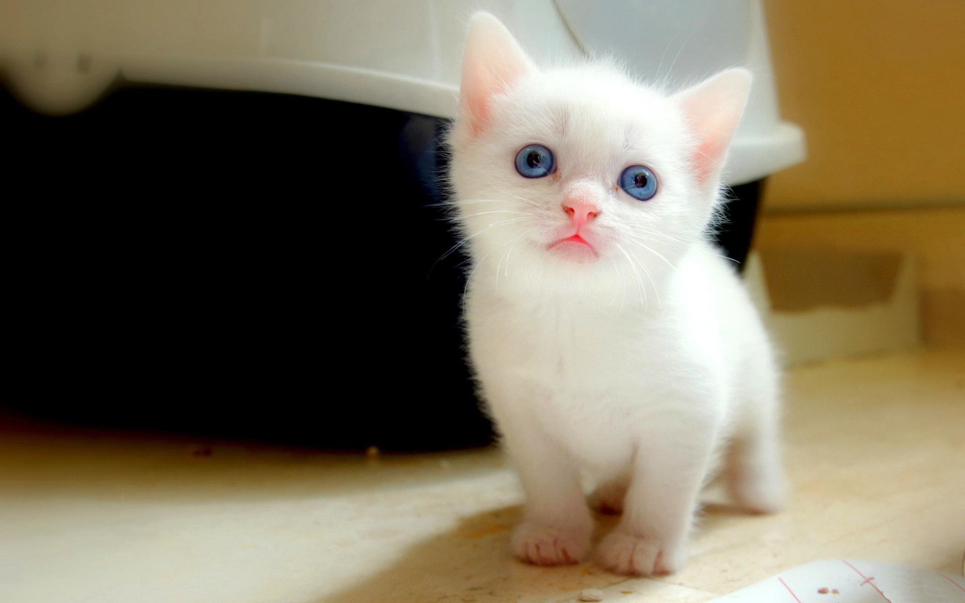 Beautiful White Cats Wallpapers