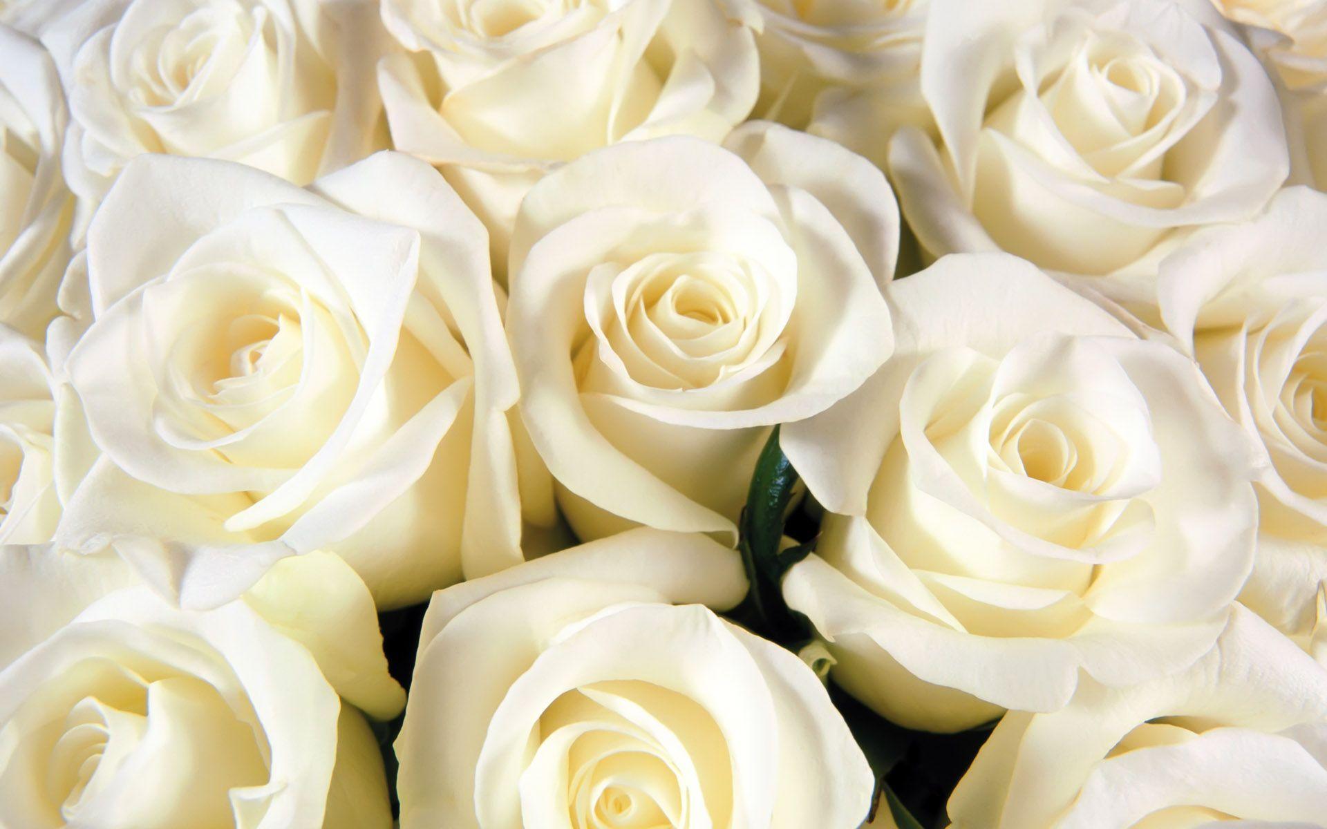 Beautiful White Rose Wallpapers Wallpapers