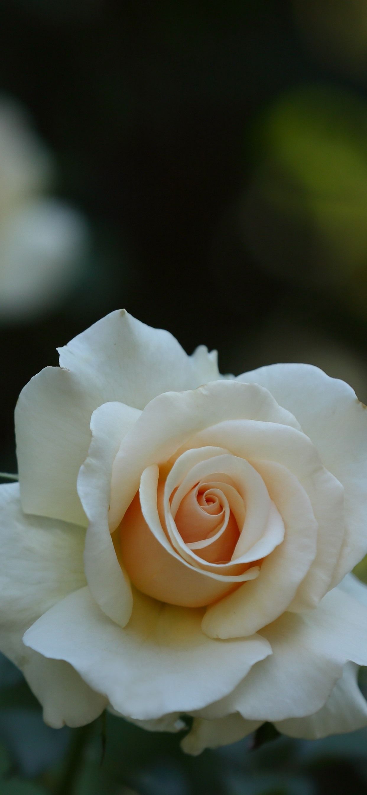 Beautiful White Rose Wallpapers Wallpapers