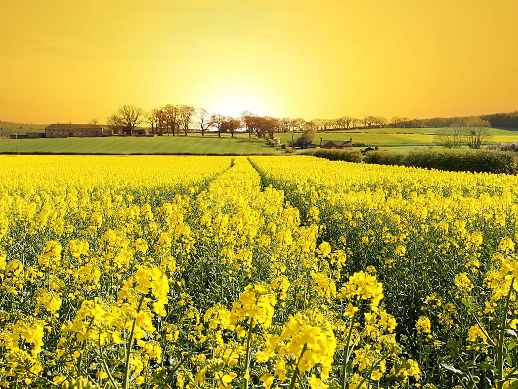 Beautiful Yellow Nature Wallpapers