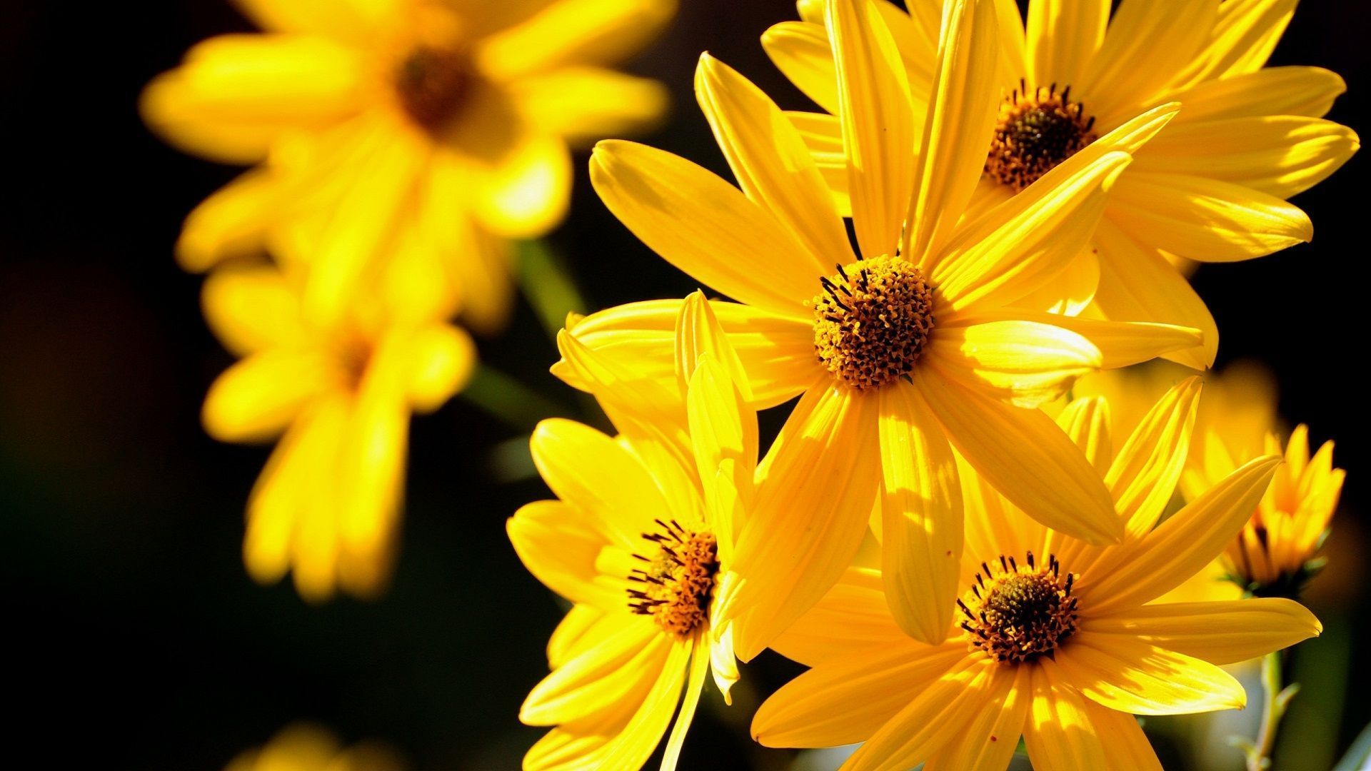 Beautiful Yellow Nature Wallpapers