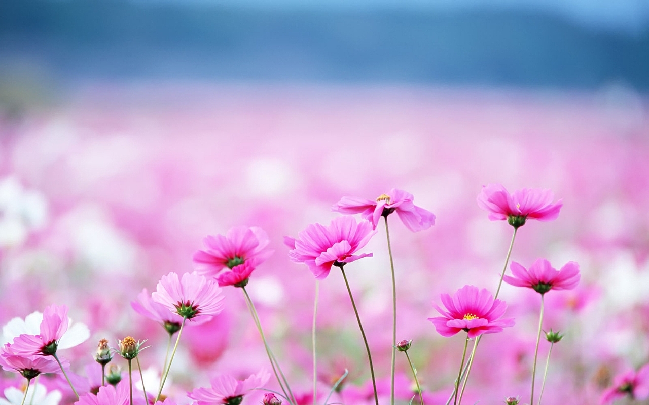 Cute 3D Flowers Wallpapers