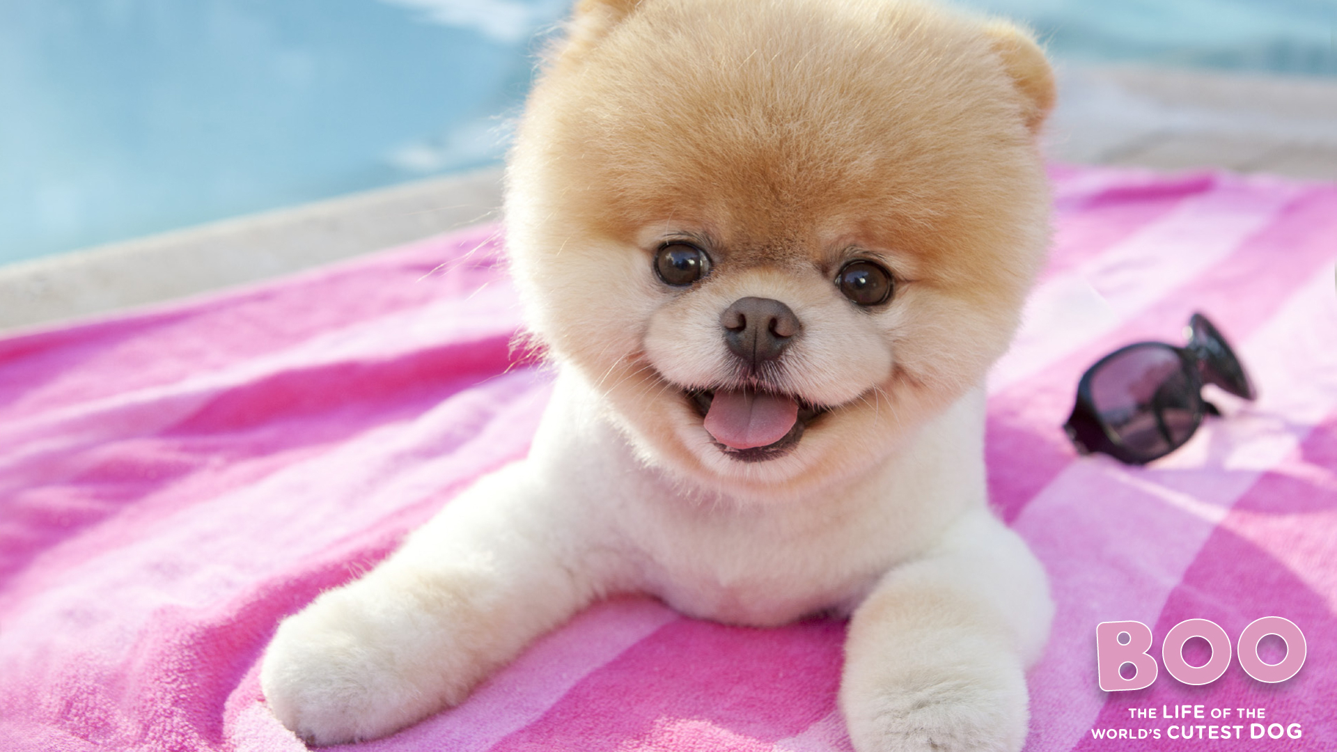 Cute Aesthetic Dog Wallpapers Wallpapers