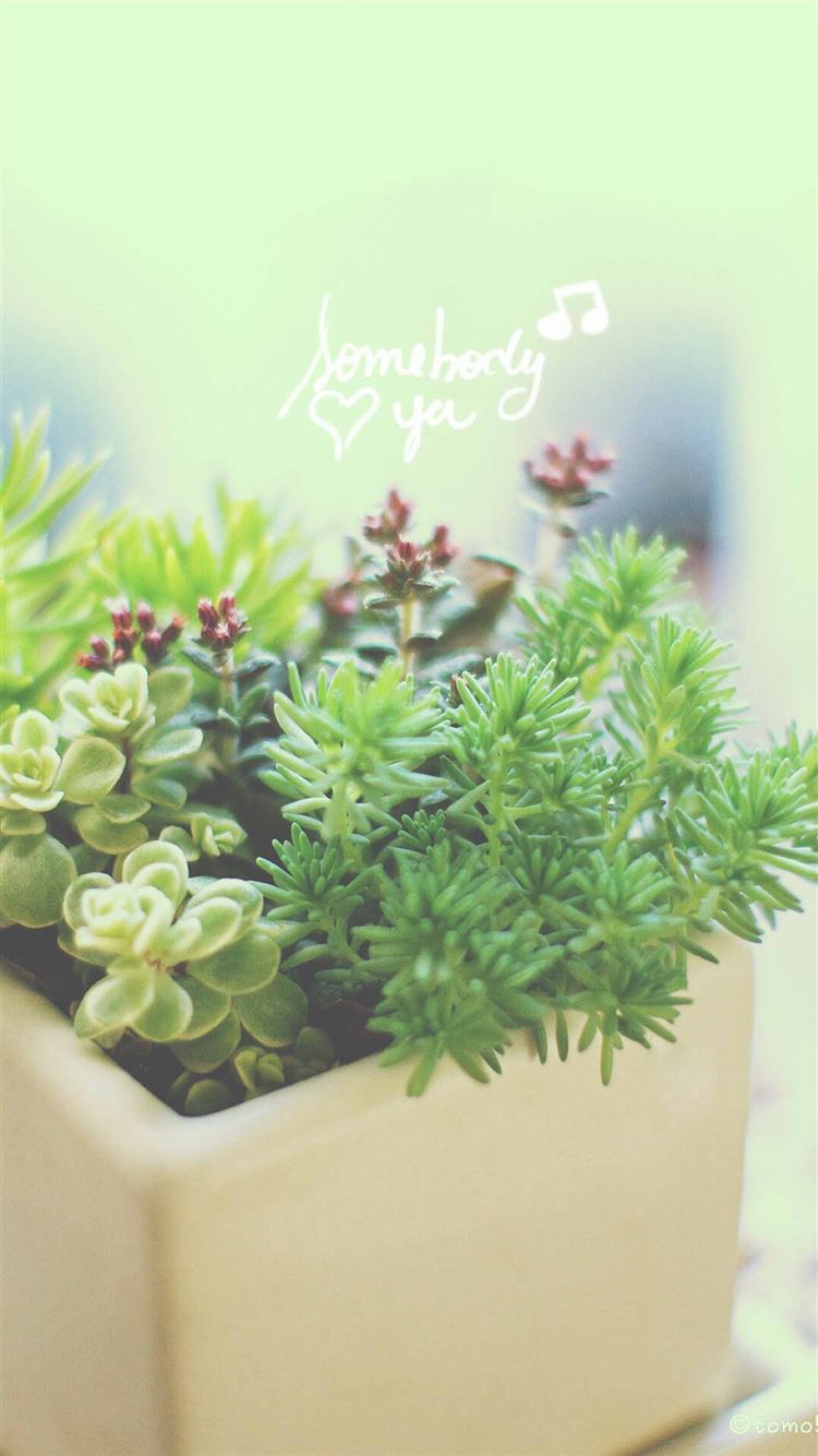 Cute Aesthetic Plant Wallpapers