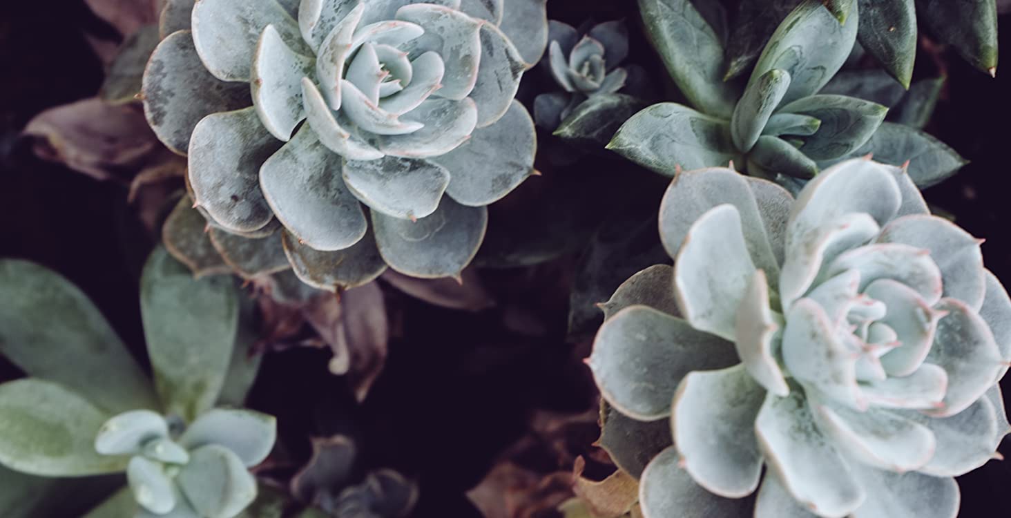 Cute Aesthetic Succulent Wallpapers