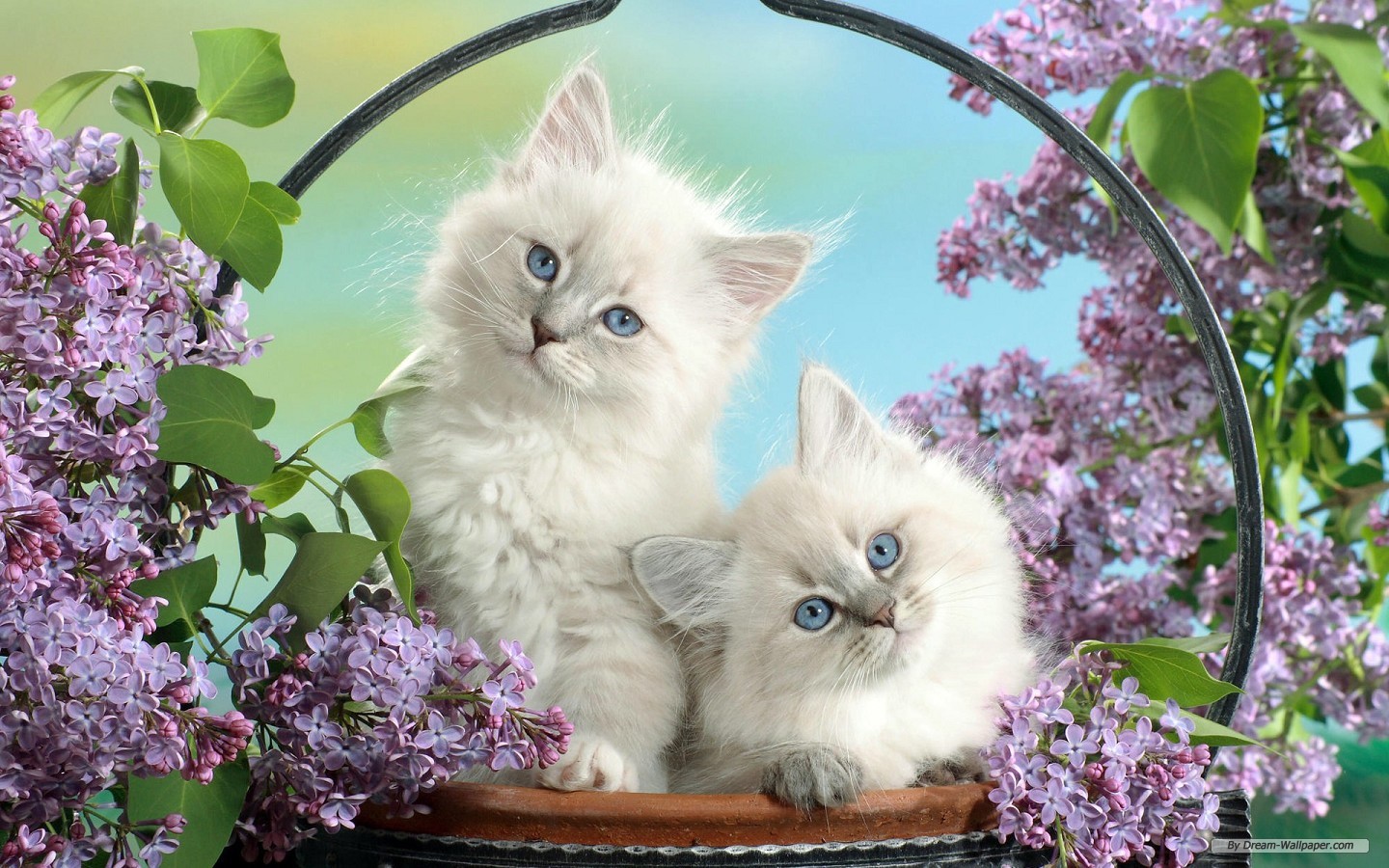 Cute Animal Desktop Wallpapers