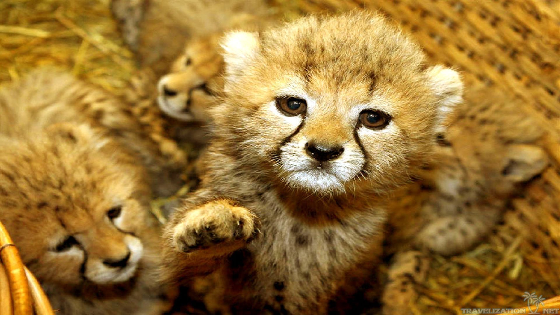 Cute Animal Desktop Wallpapers