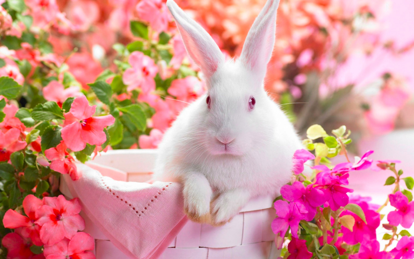 Cute Animal Desktop Wallpapers Wallpapers