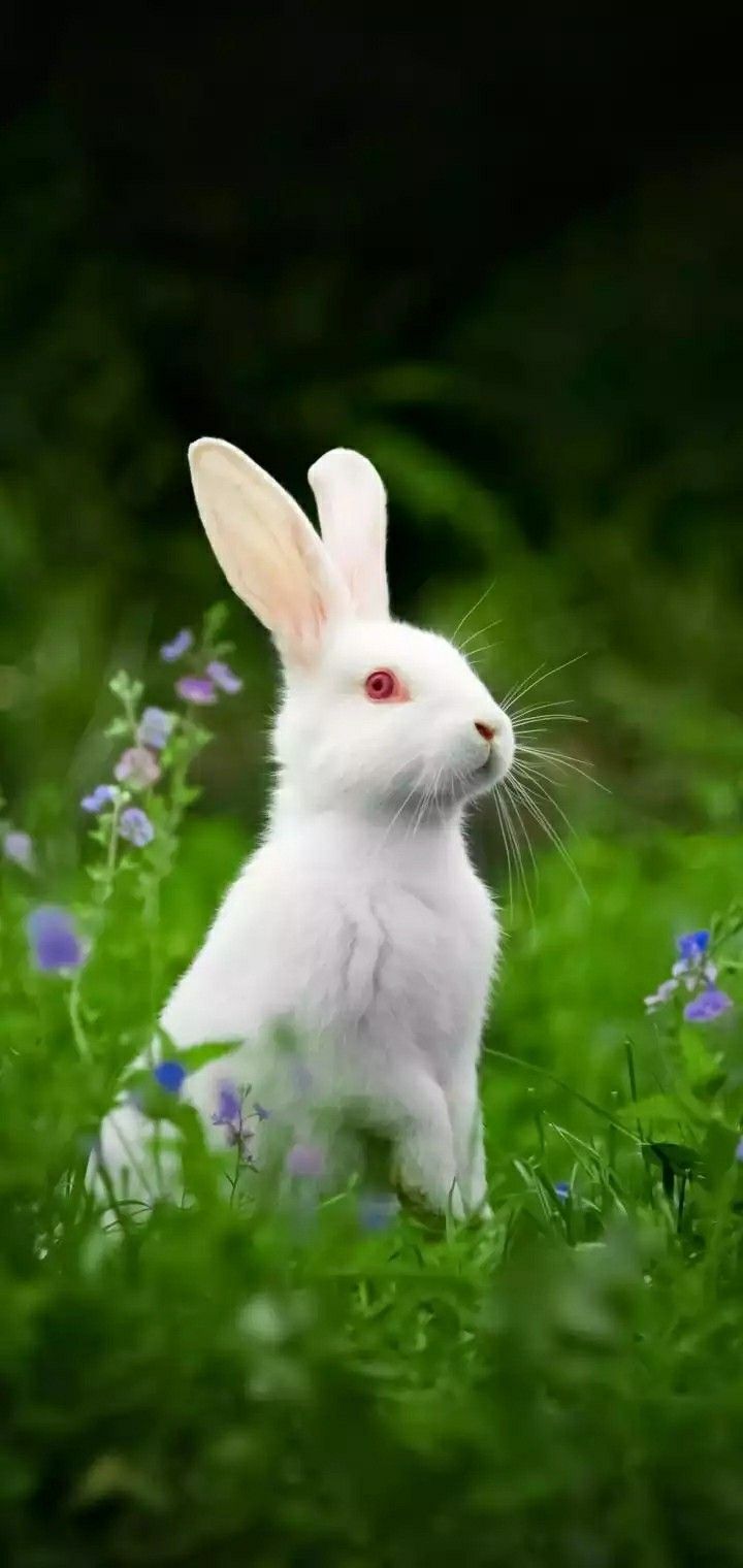 Cute Animal Nature Wallpapers