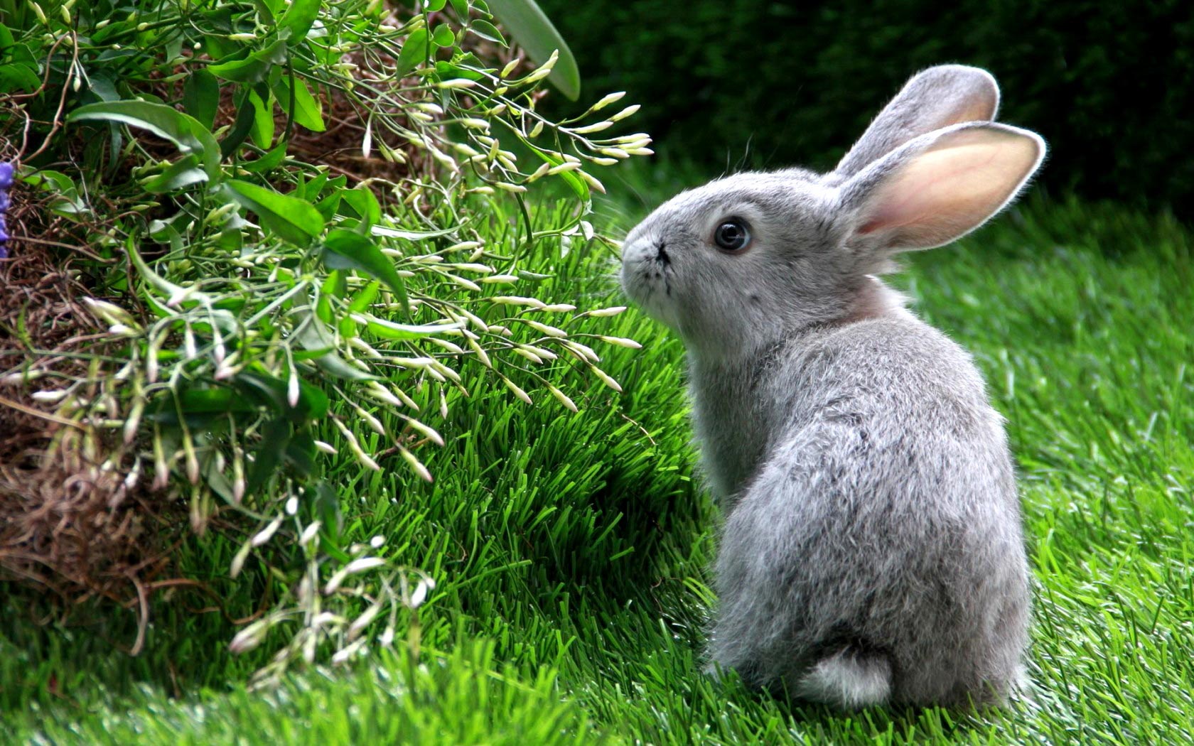 Cute Animal Nature Wallpapers