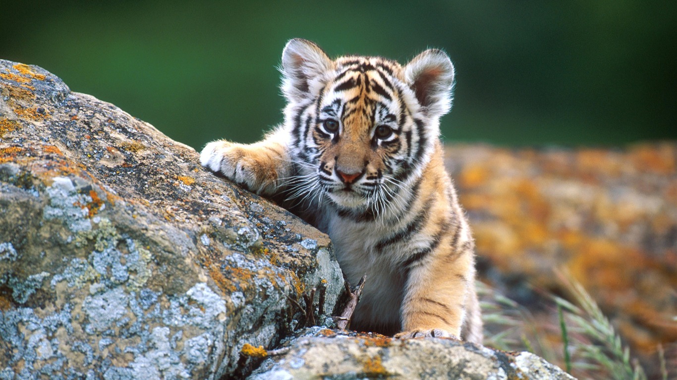 Cute Animal Nature Wallpapers