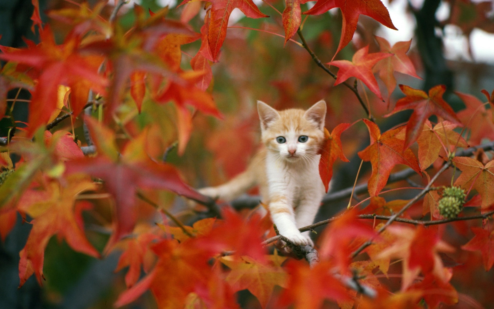 Cute Autumn Wallpapers