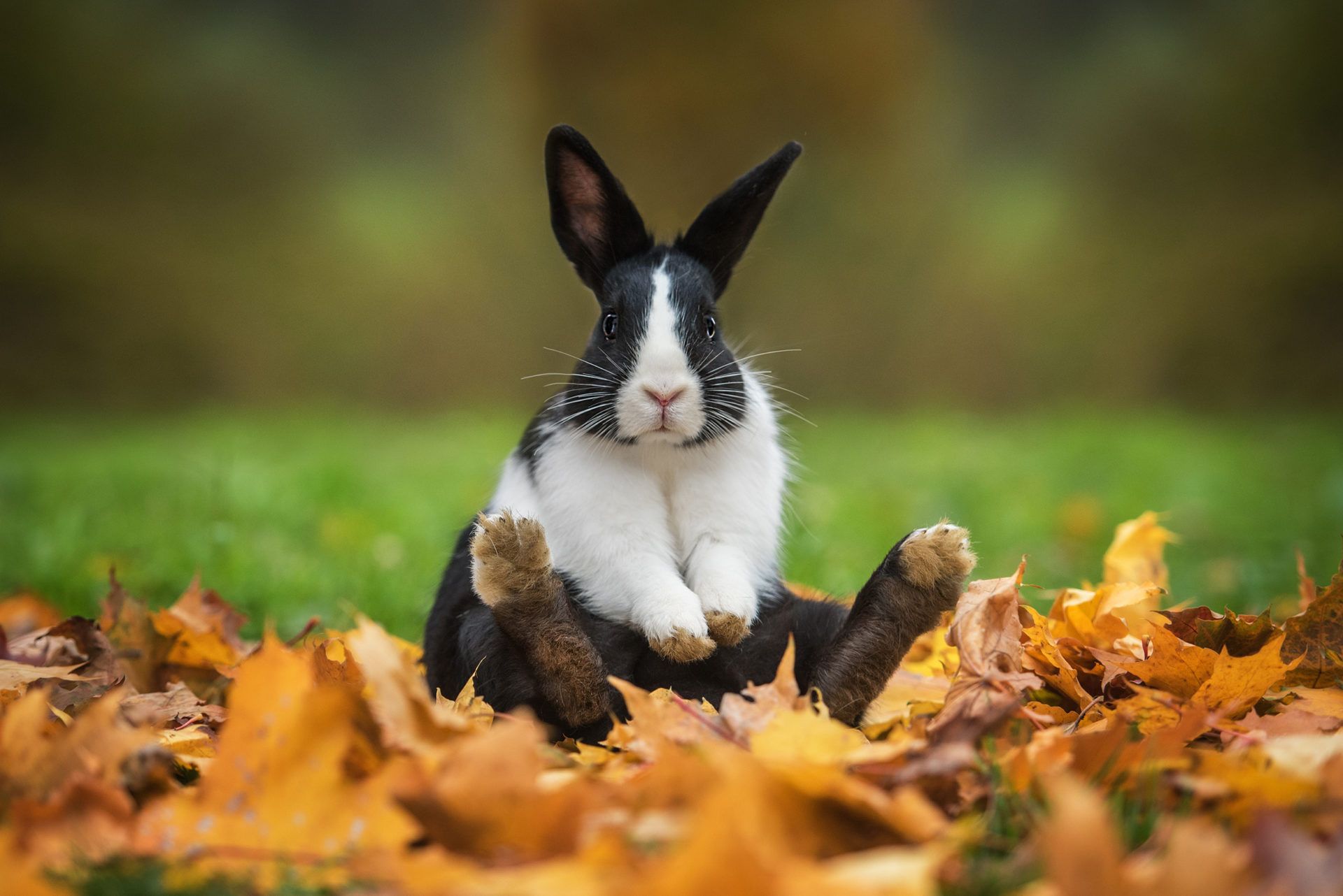 Cute Autumn Animals Wallpapers