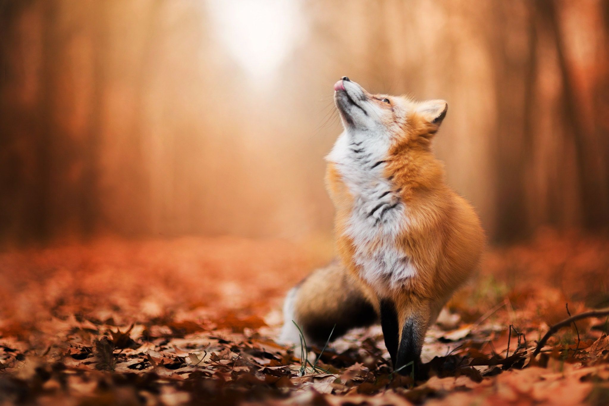 Cute Autumn Animals Wallpapers