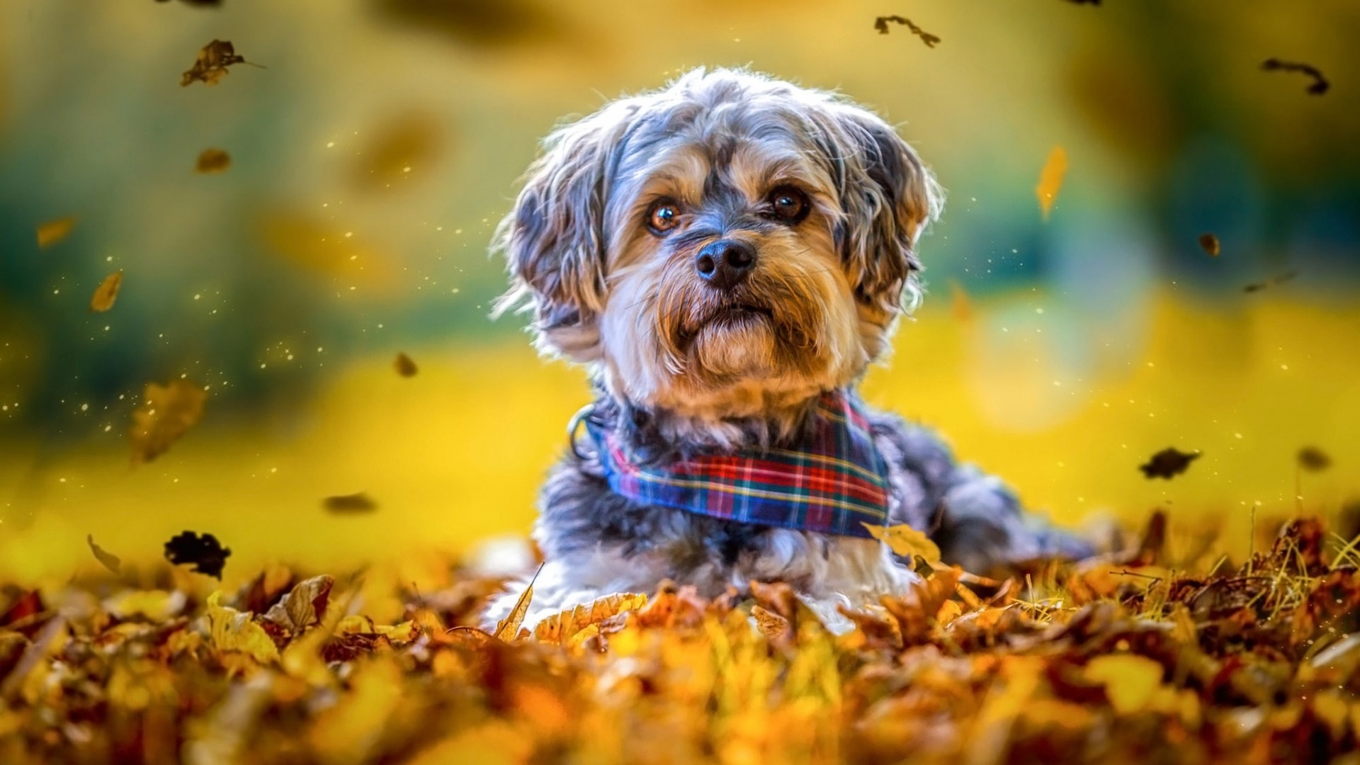 Cute Autumn Pictures Wallpapers Wallpapers