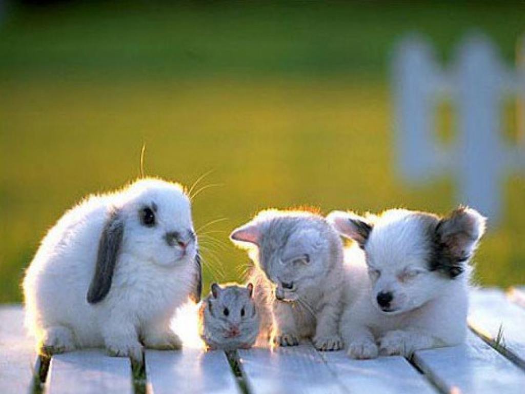 Cute Baby Animal Desktop Wallpapers