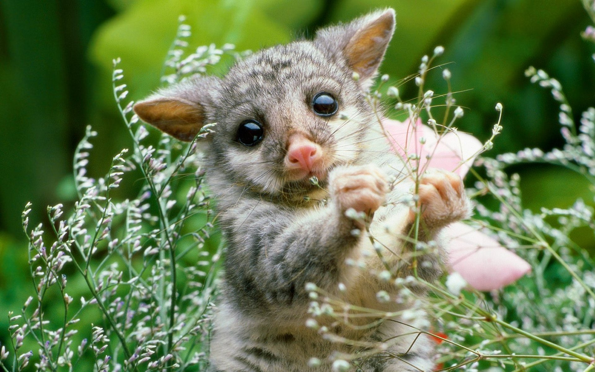 Cute Baby Animal Desktop Wallpapers