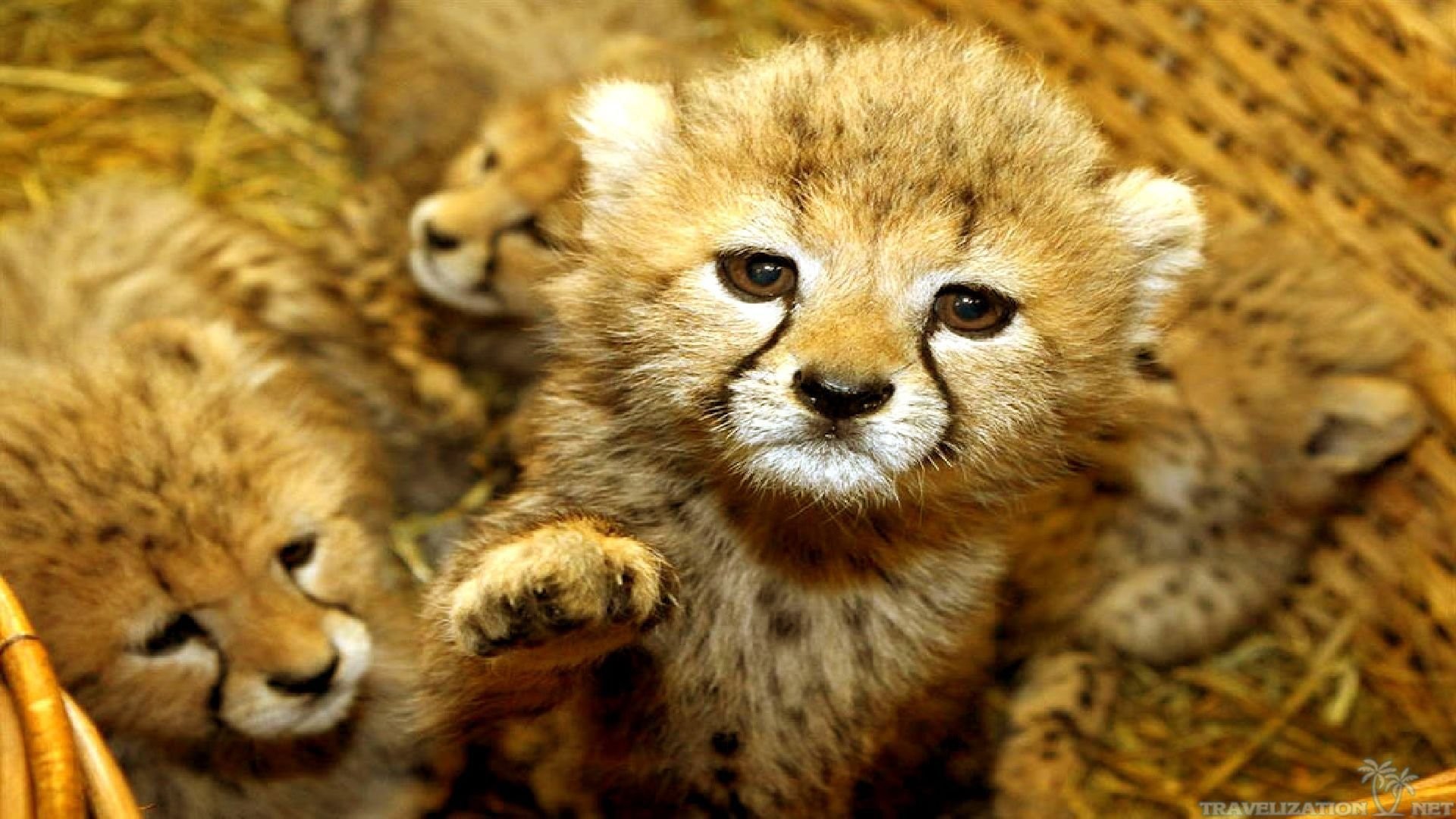 Cute Baby Animal Desktop Wallpapers