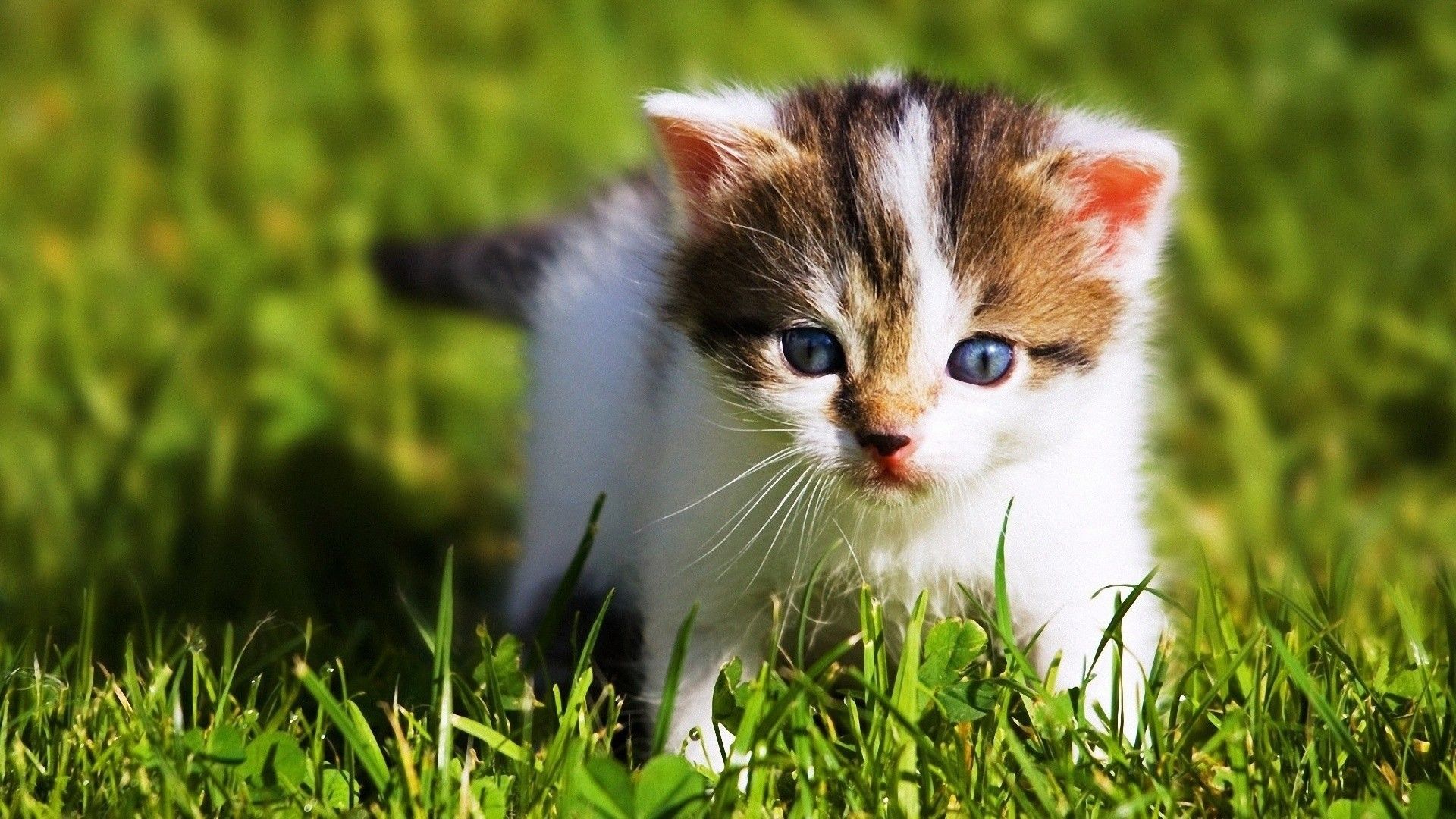 Cute Baby Animal Wallpapers Wallpapers