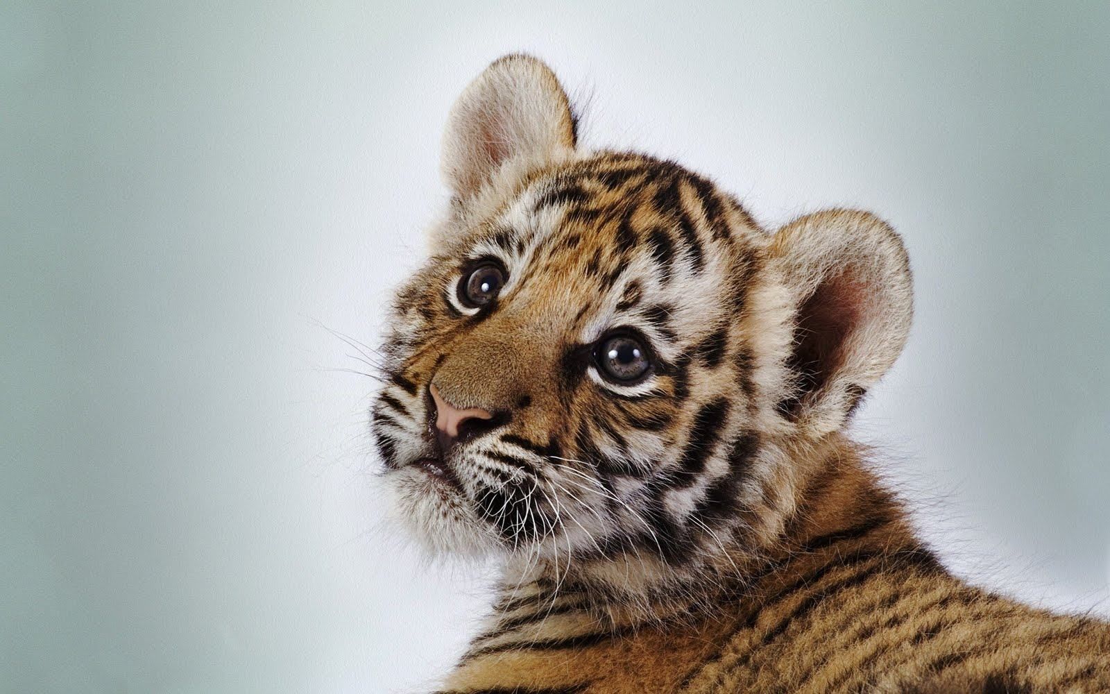 Cute Baby Animal Wallpapers Wallpapers